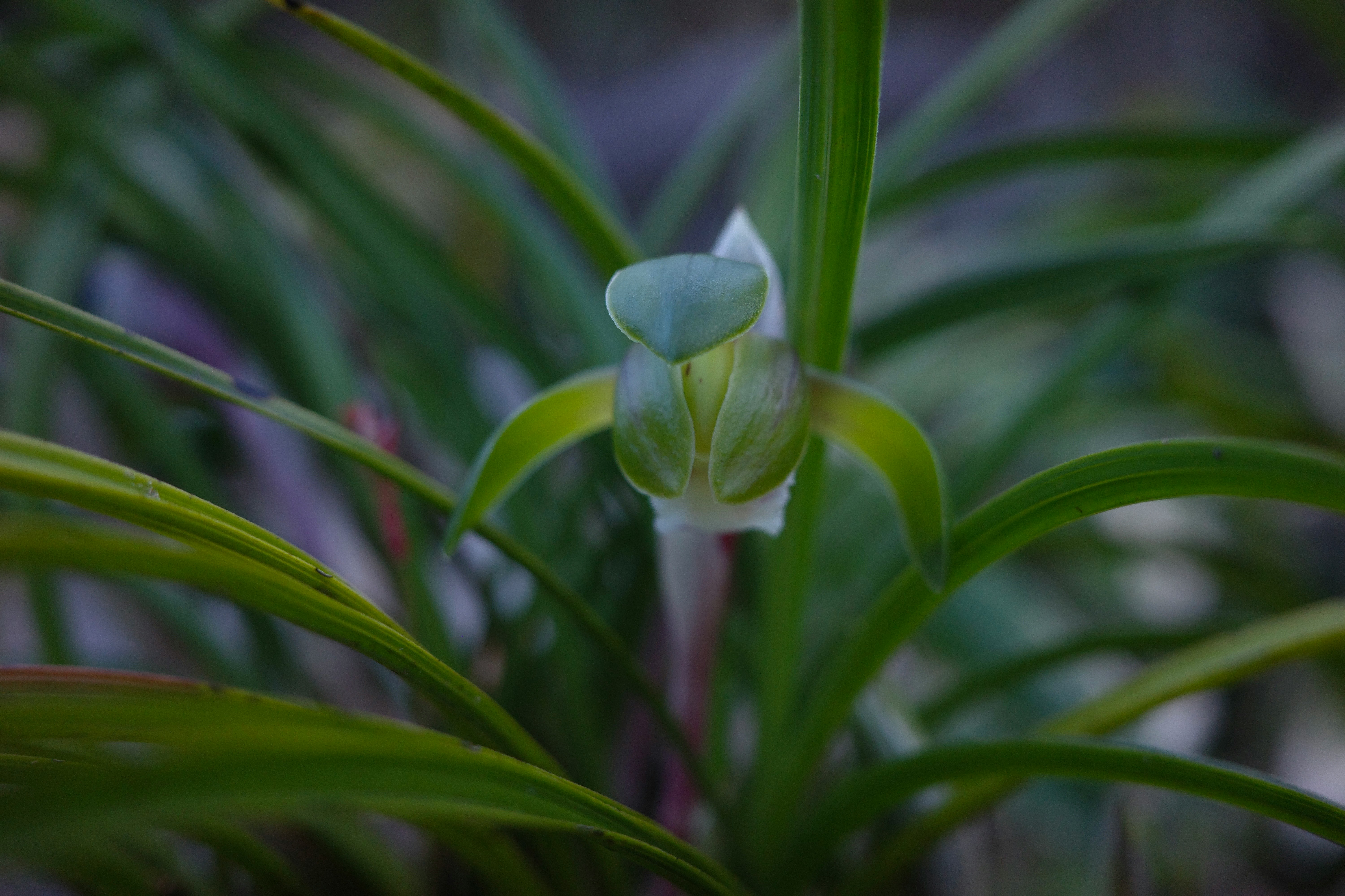 Primer plano de flores y hojas de orquídea de primavera