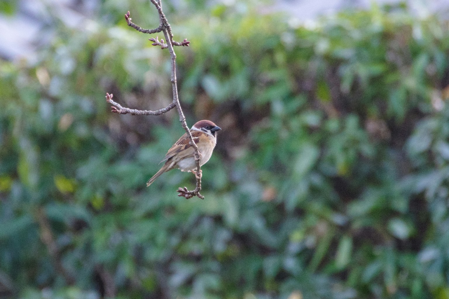 Pequeño pájaro posado en una rama con follaje verde de fondo