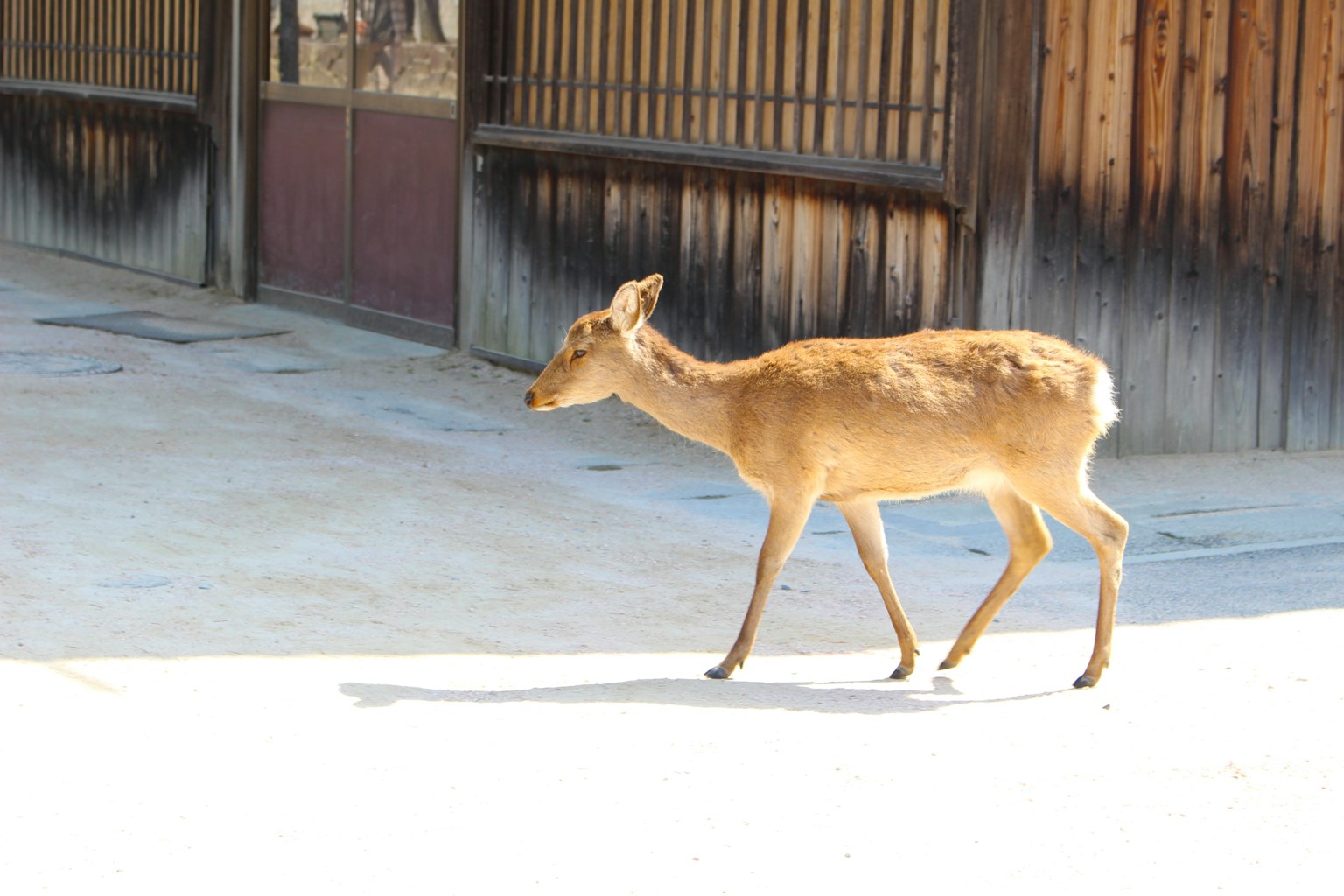 A small deer walking near a wooden fence