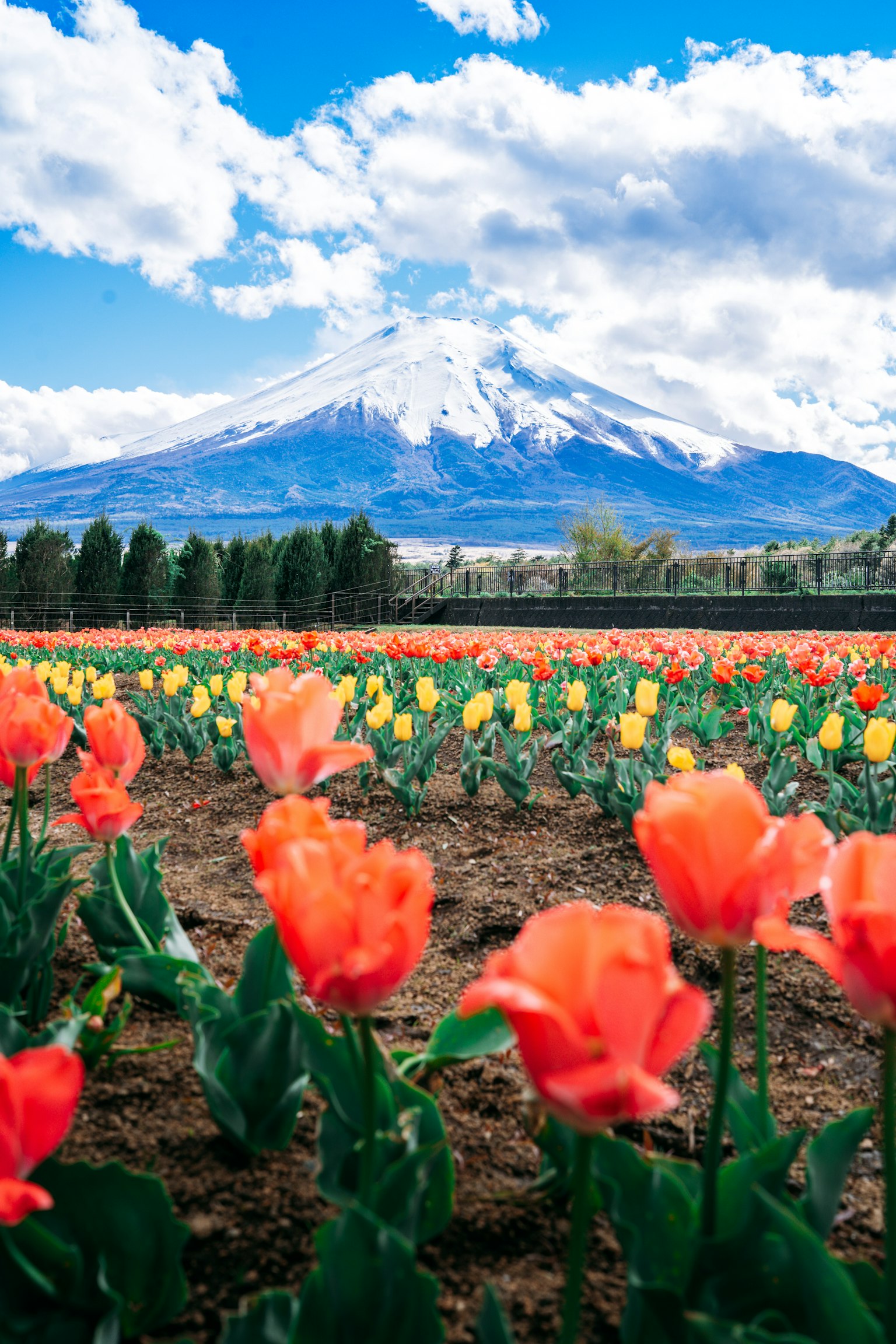 Vista panoramica di un campo di tulipani con il monte Fuji sullo sfondo