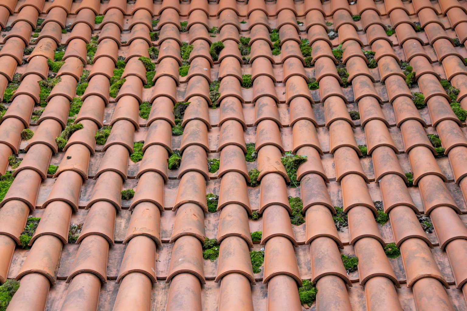 Tegole in terracotta con muschio verde che cresce tra di esse