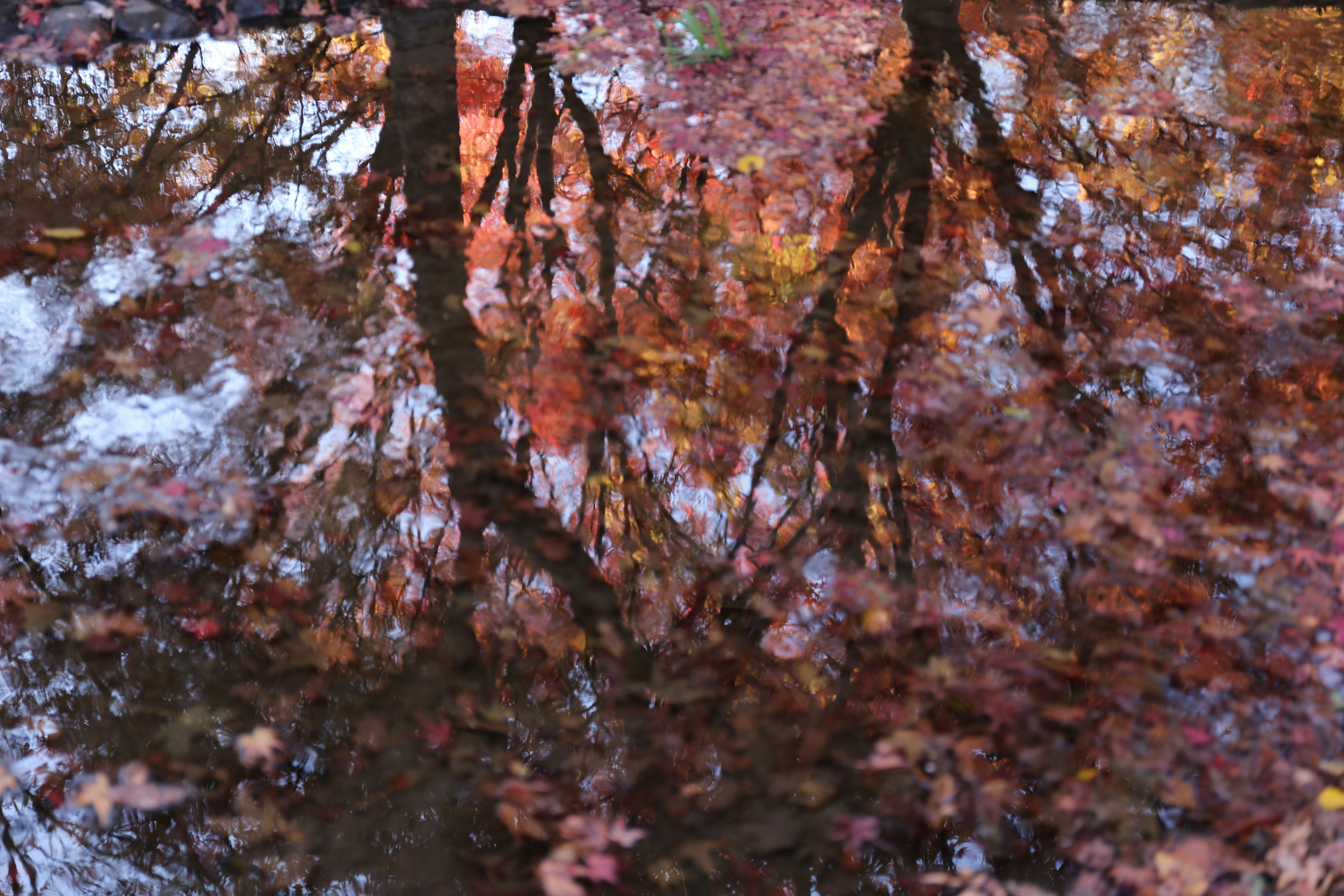 紅葉の木々が重なる森の落ち葉のある地面