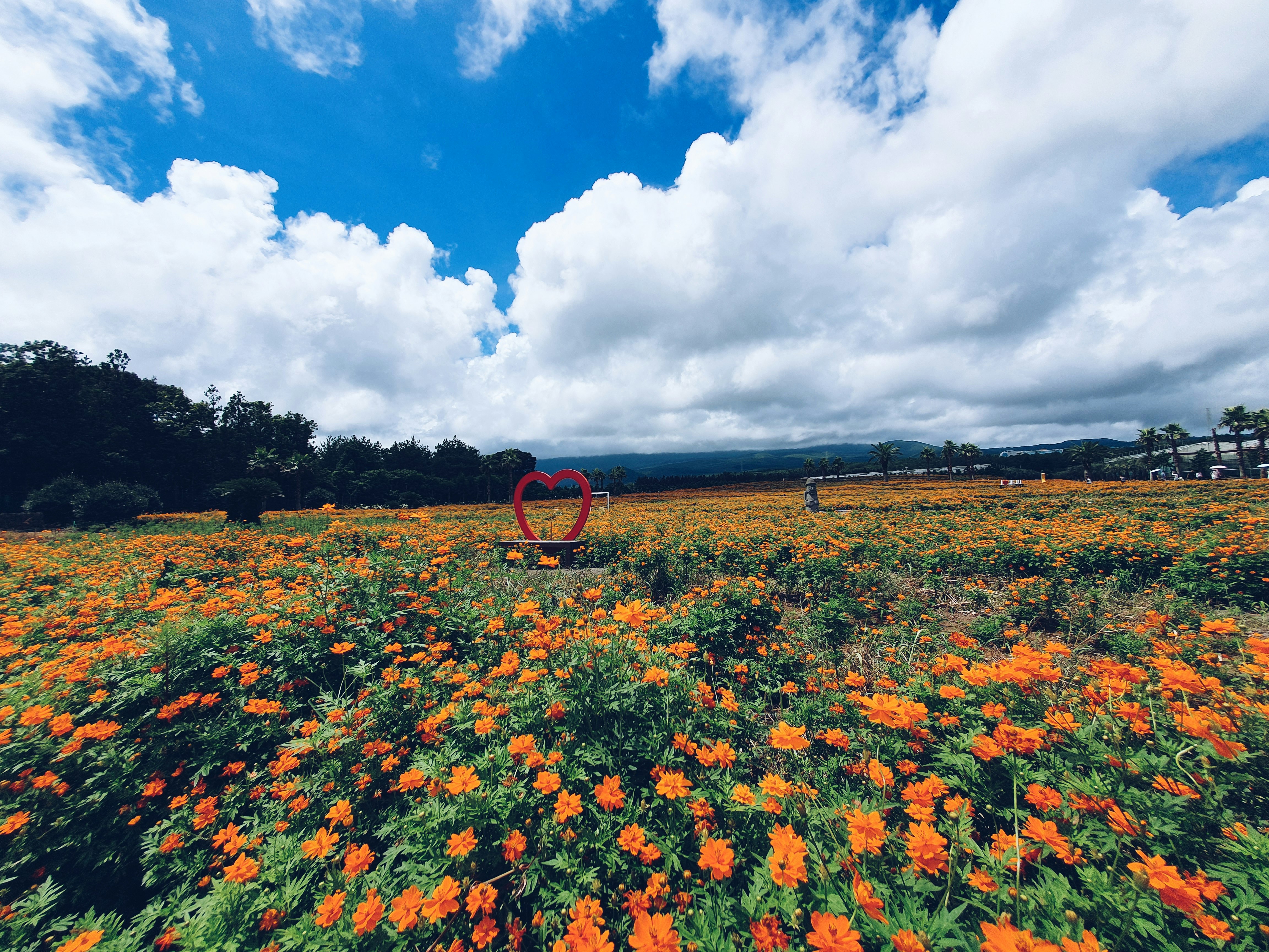 Herzförmiges Deko-Element in einem orangefarbenen Blumenfeld unter blauem Himmel