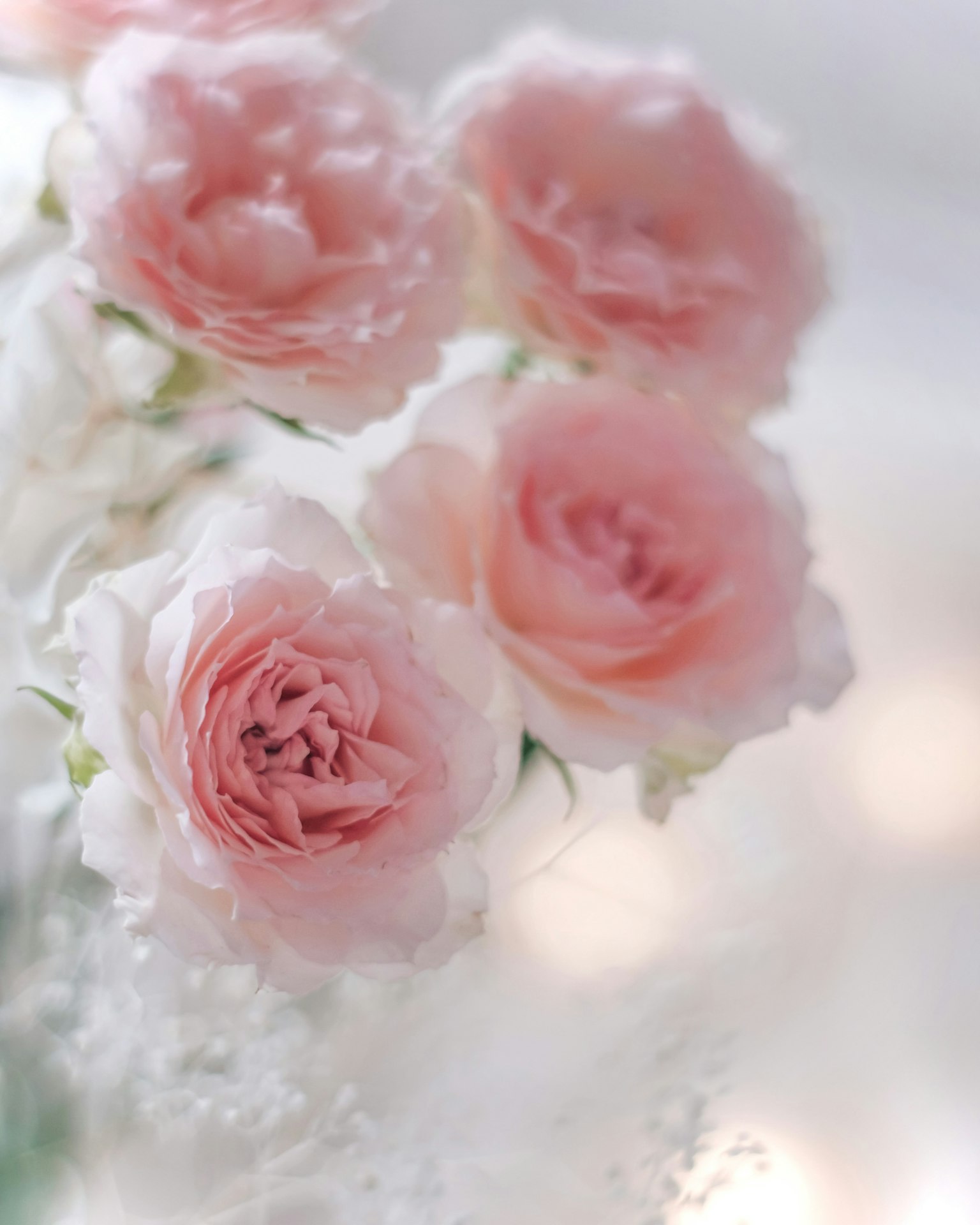 Image magnifique de roses roses douces disposées délicatement