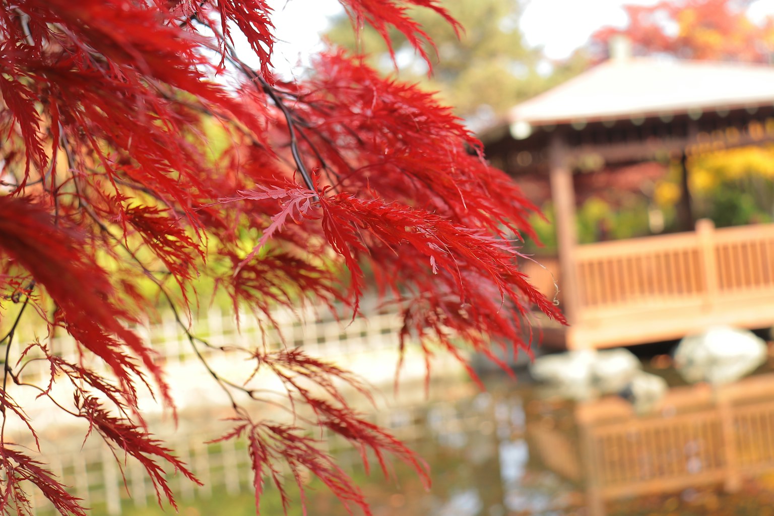 Beautiful autumn scene featuring vibrant red leaves and a traditional Japanese pavilion