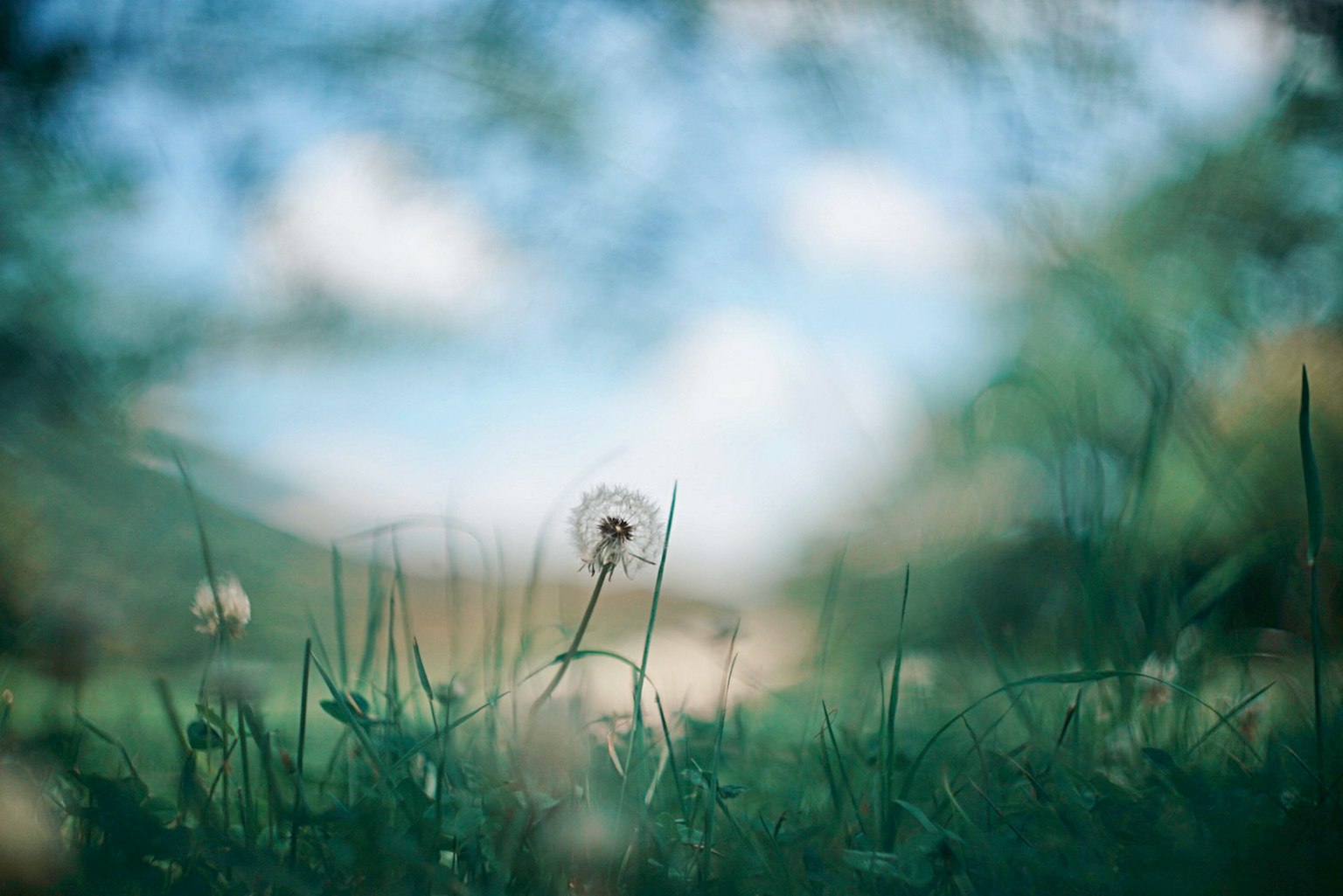 Un diente de león meciéndose en un prado verde con un fondo borroso
