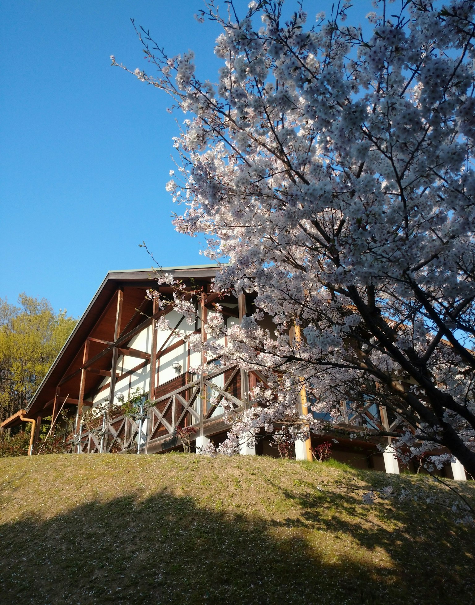 A scenic view featuring a cherry blossom tree and a wooden house under a blue sky