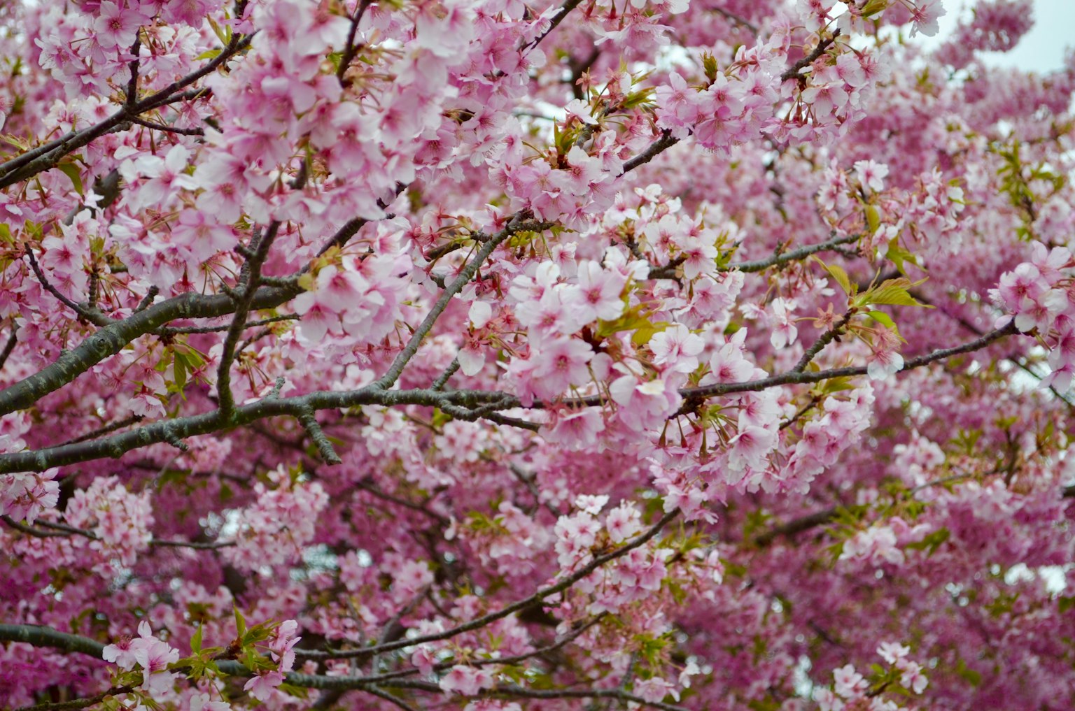Gros plan sur des branches de cerisier en pleine floraison