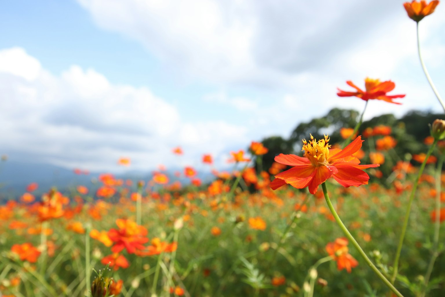 Feld mit orangefarbenen Blumen unter einem blauen Himmel