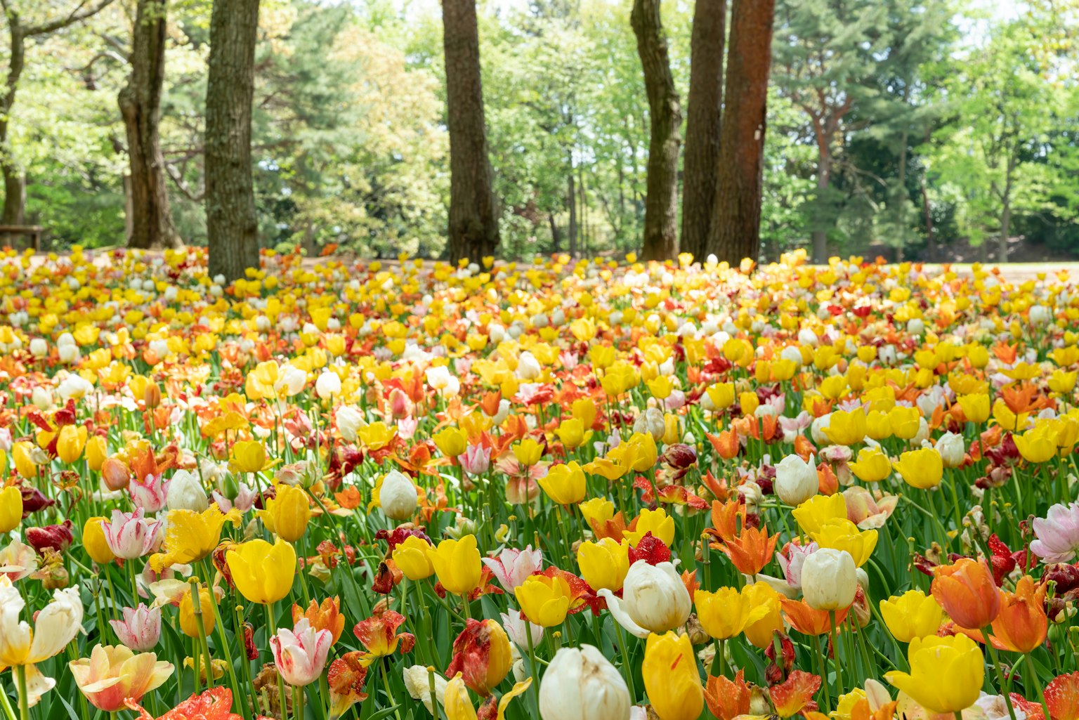 Colorful tulips blooming in a park setting