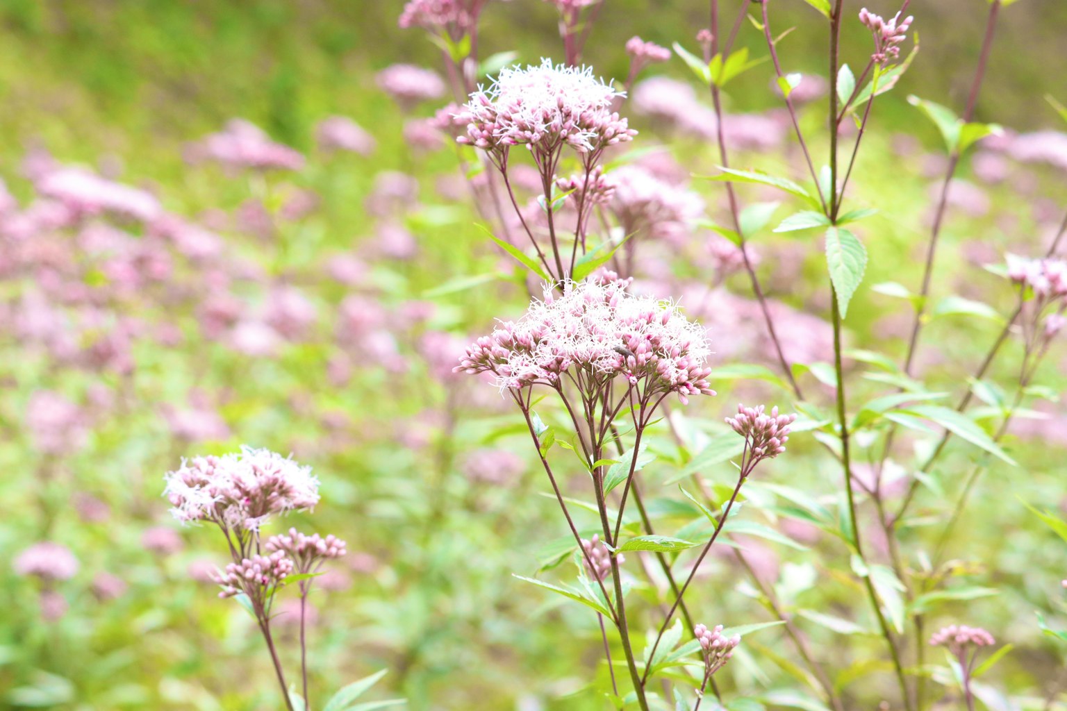 Prato pieno di fiori rosa delicati