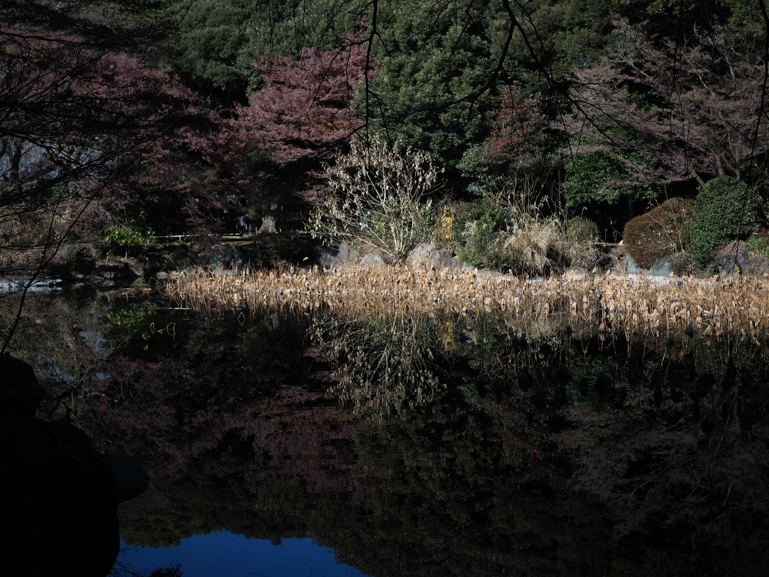 Scena tranquilla di stagno che riflette alberi di ciliegio e vegetazione