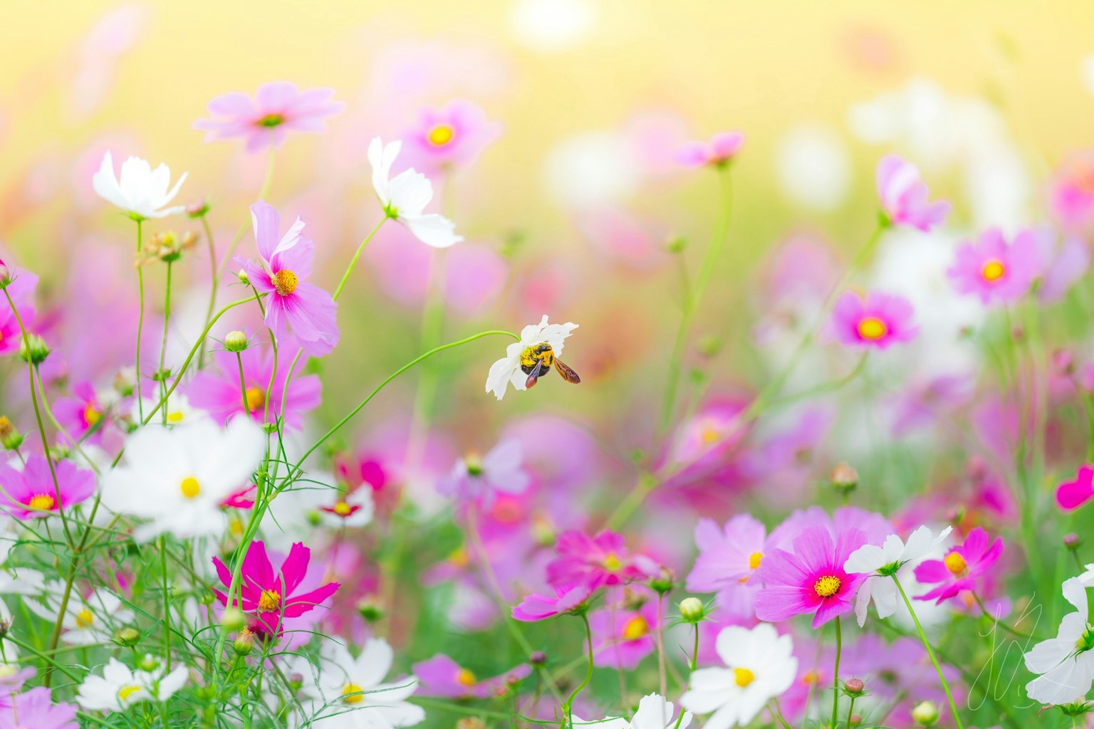 Un campo vibrante di fiori colorati con un'ape in volo