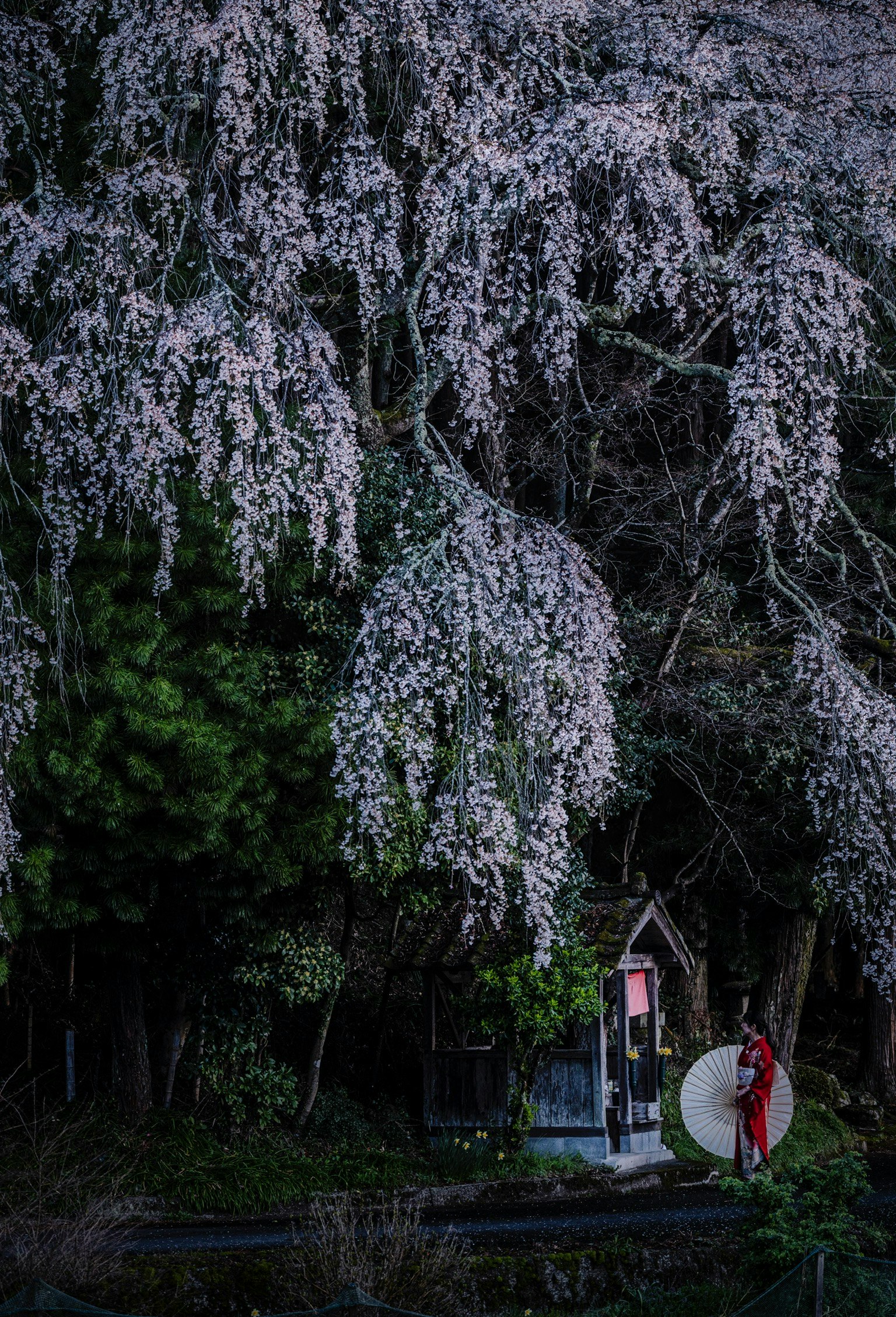 夜泣き地蔵のしだれ桜が咲く小道の夜景
