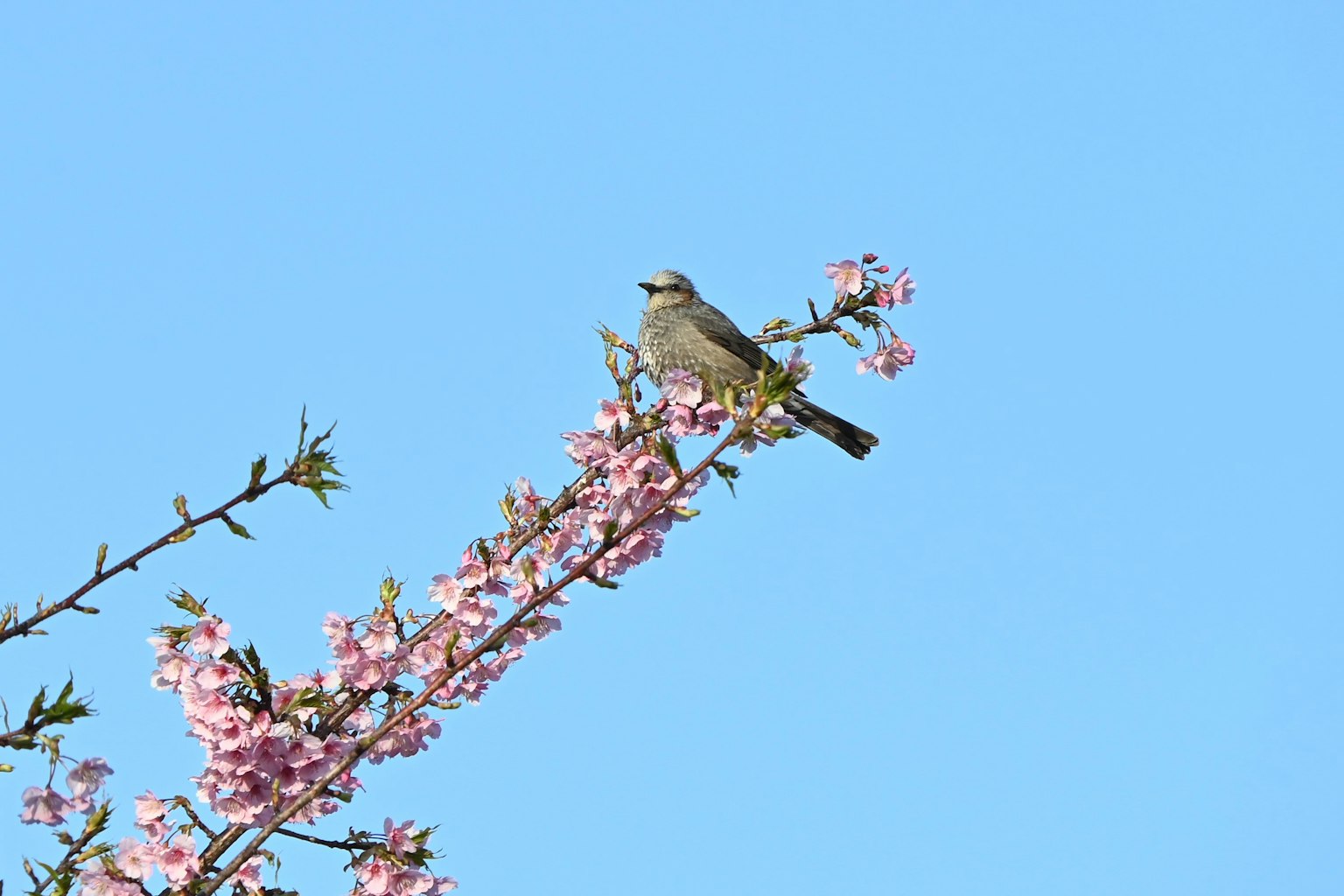 A bird perched on cherry blossoms against a blue sky
