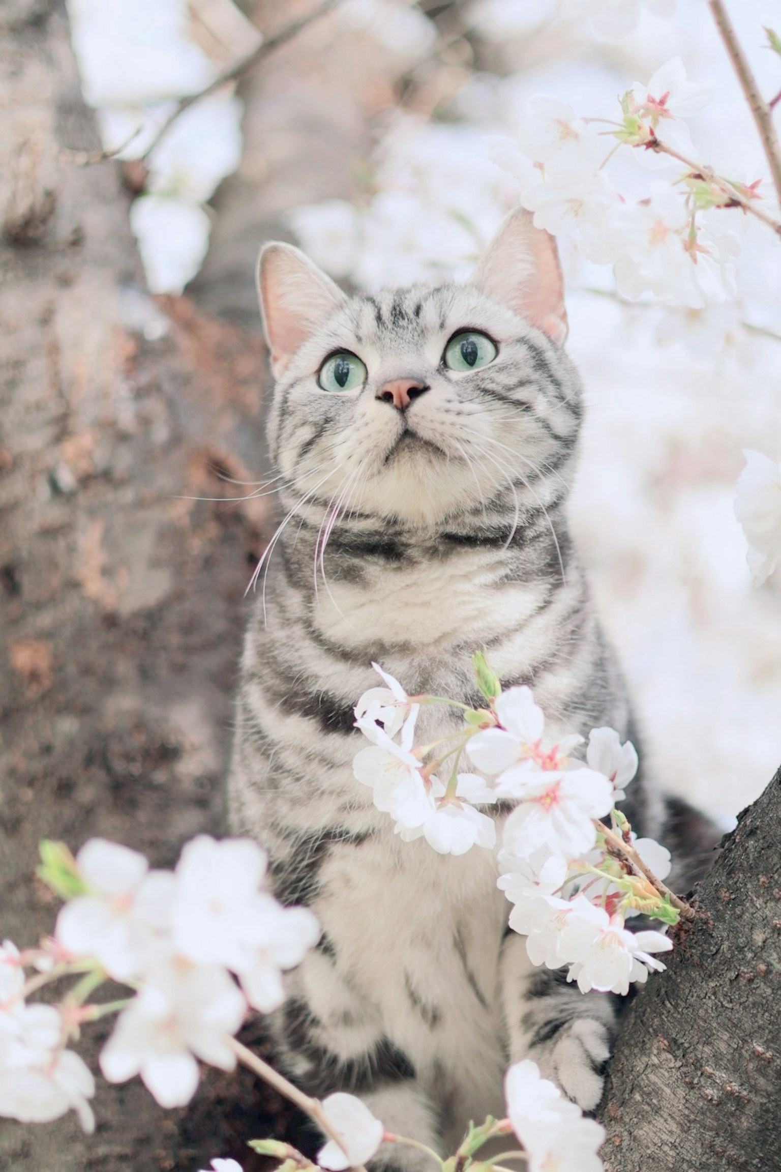 Chat gris regardant vers le haut parmi les cerisiers en fleurs