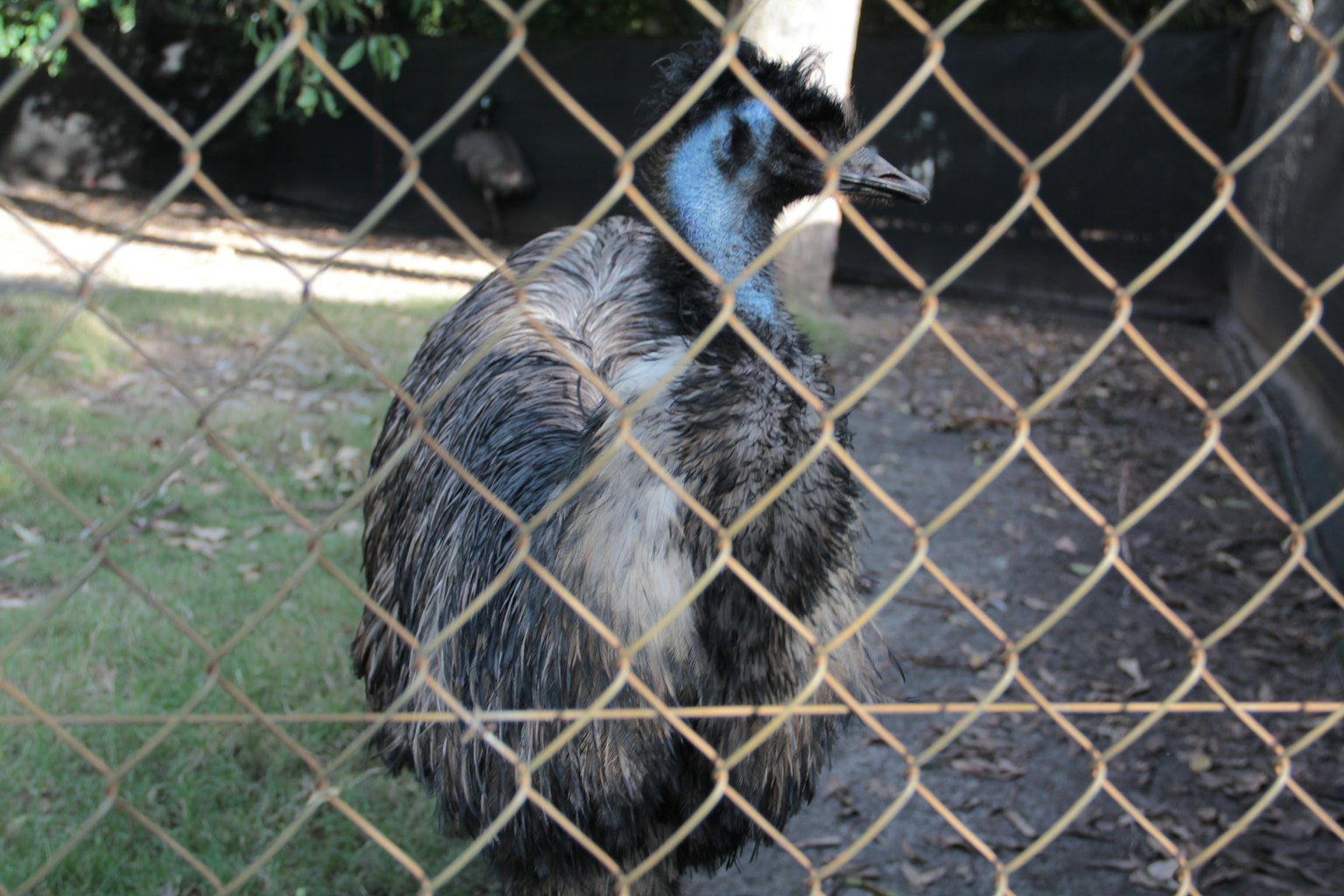 Emu seen through a fence with distinctive features