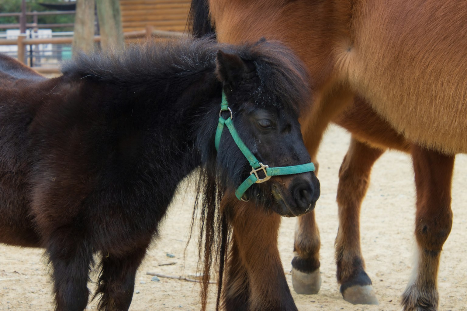 Petit poney noir portant un licol vert