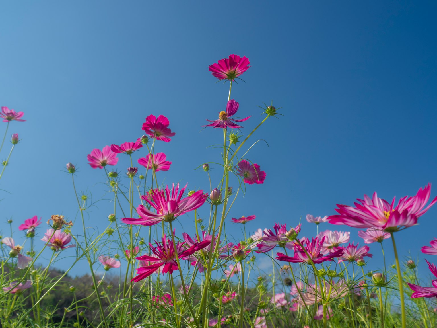 Rosa Kosmosblumen blühen unter einem blauen Himmel