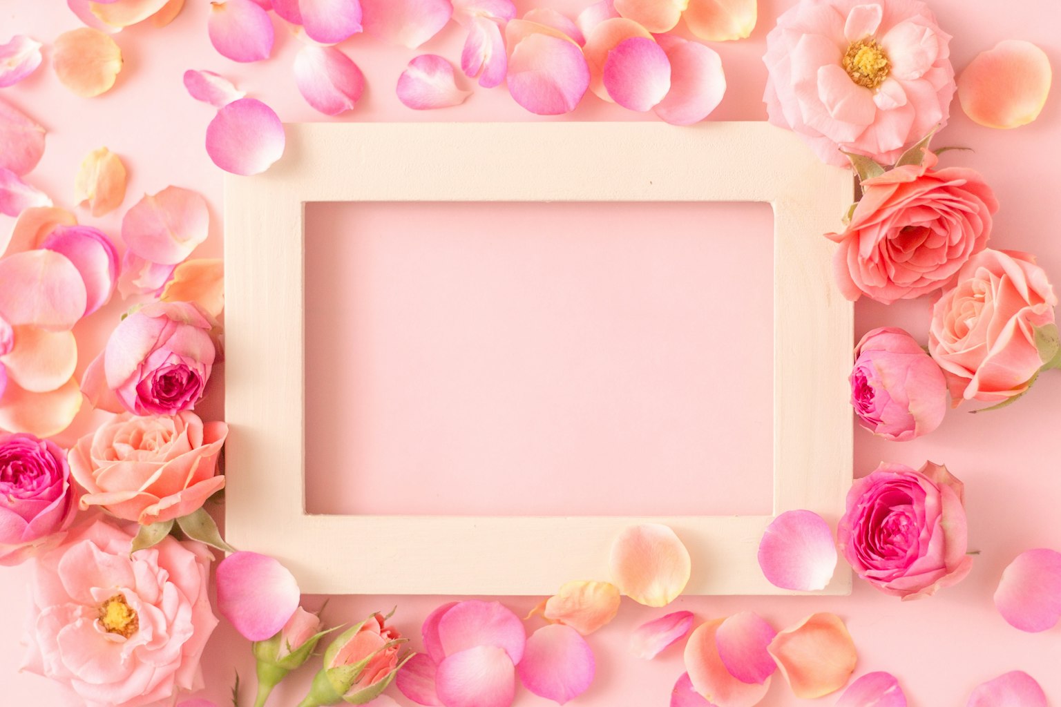 Ein Rahmen umgeben von rosa Rosenblütenblättern und blühenden Rosen auf einem rosa Hintergrund