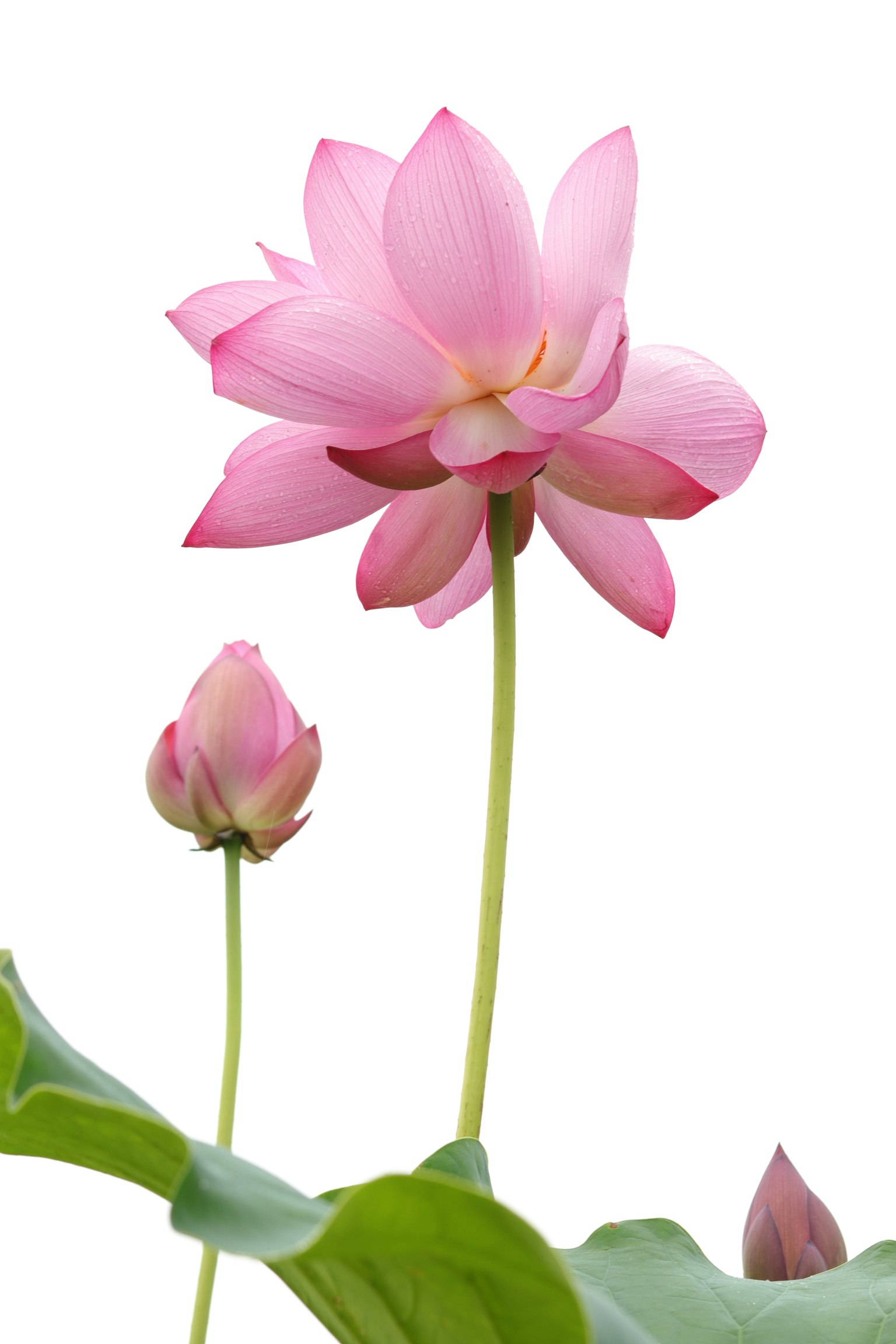 Hoa sen hồng và nụ trên nền trắng