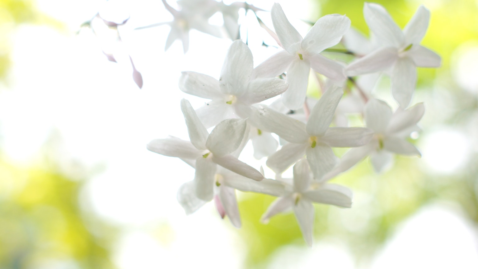 Weiße Blumen blühen vor einem verschwommenen grünen Hintergrund