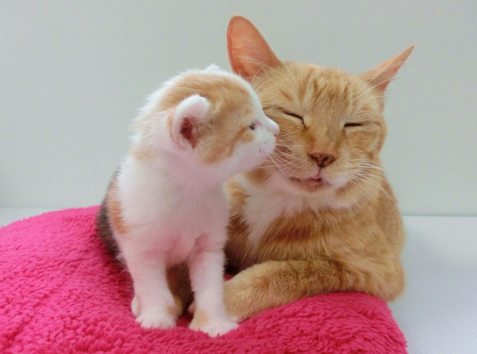Orangen Katze und Kätzchen kuscheln auf einer rosa Decke