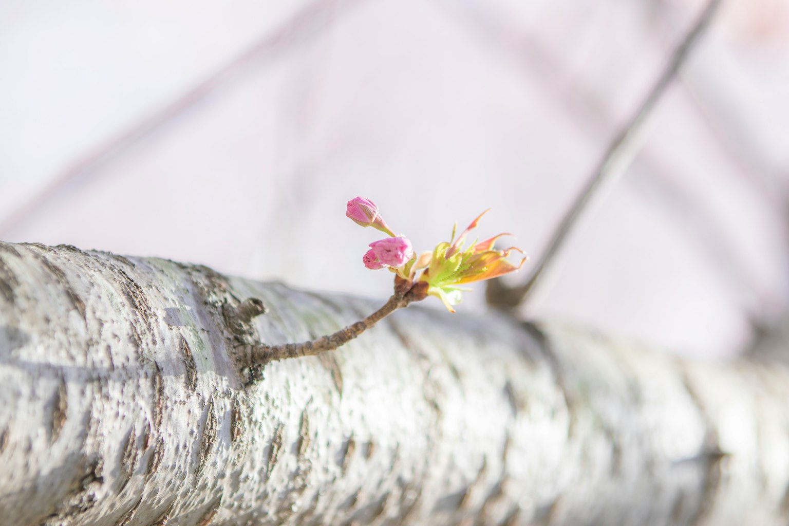 Close-up of new buds and flowers on a tree branch