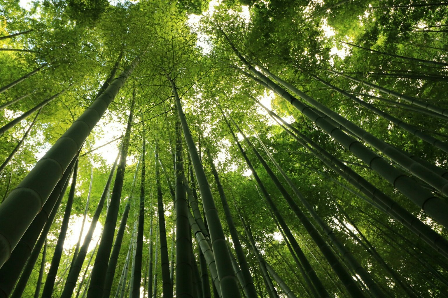 Vista verso l'alto in una foresta di bambù con steli verdi alti e luce che filtra