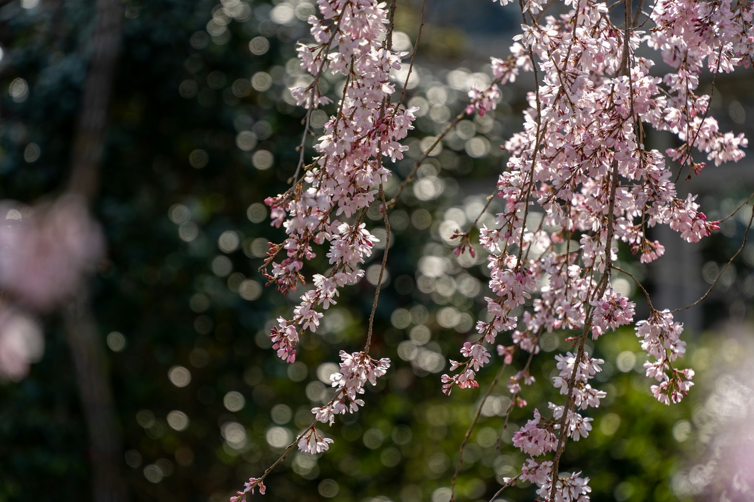 Zweig mit rosa Blüten, der vor einem verschwommenen Hintergrund hängt