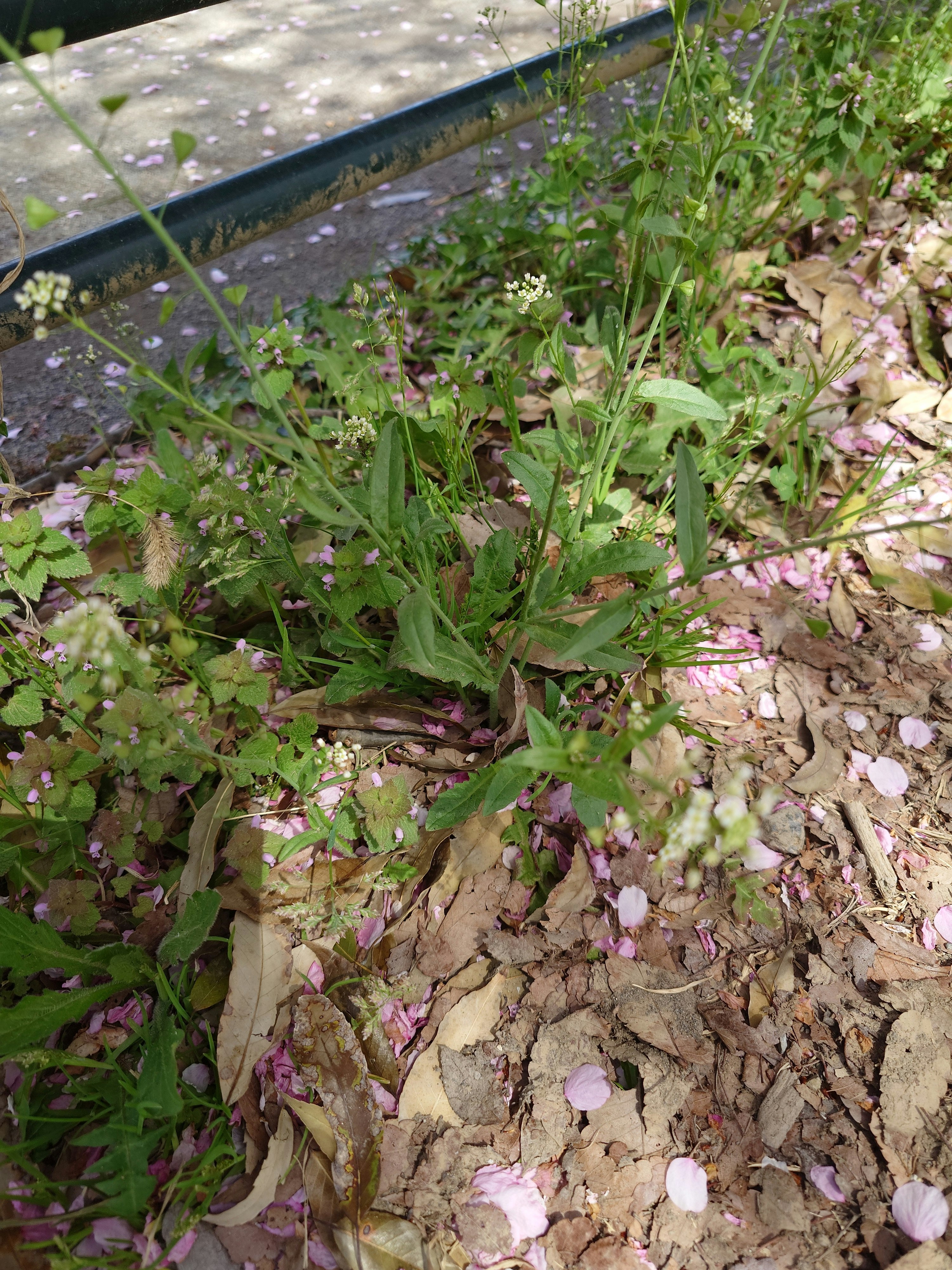 terreno con erba e piccole fioriture che crescono tra le pietre