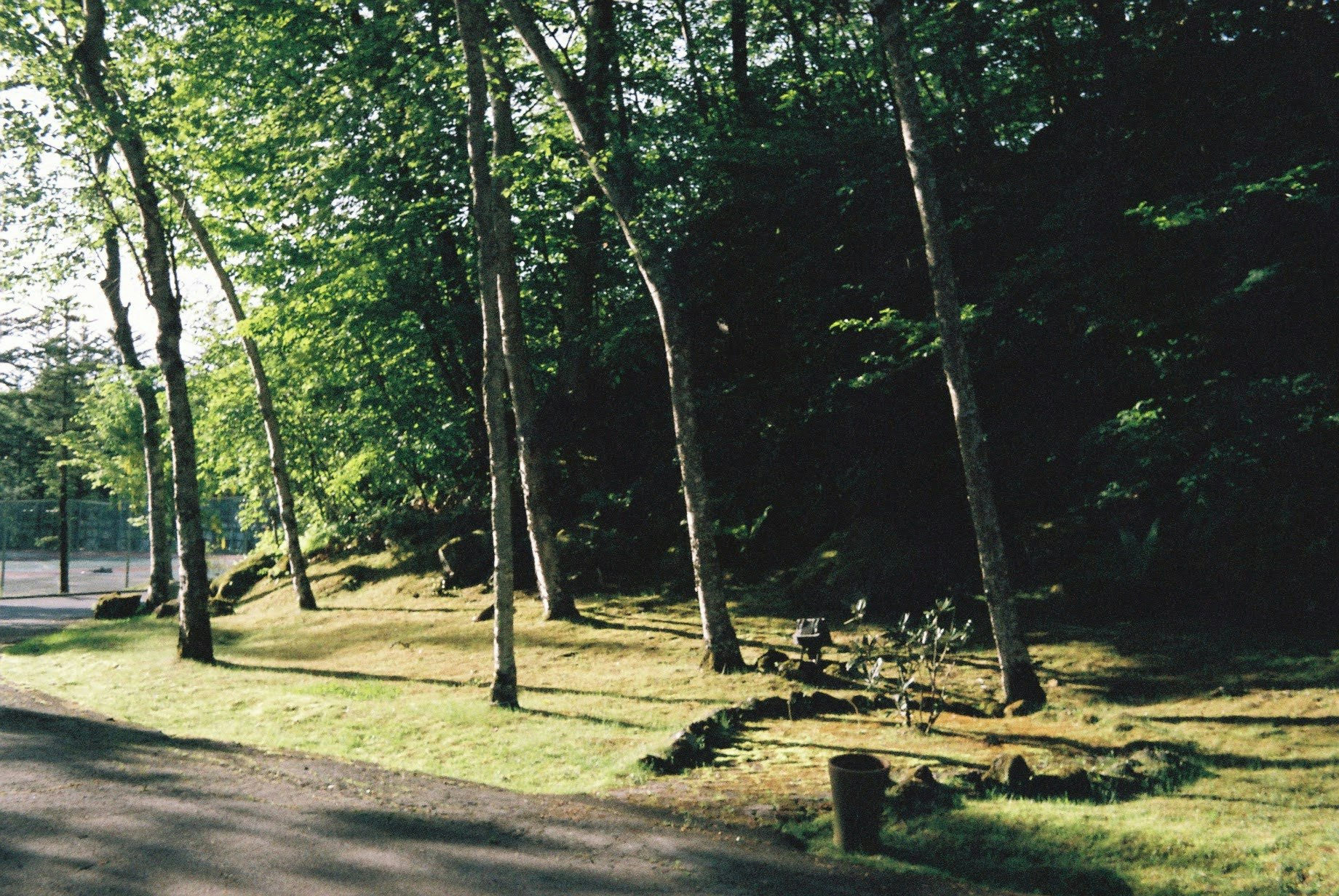 木々に囲まれた森の小道とベンチのある公園