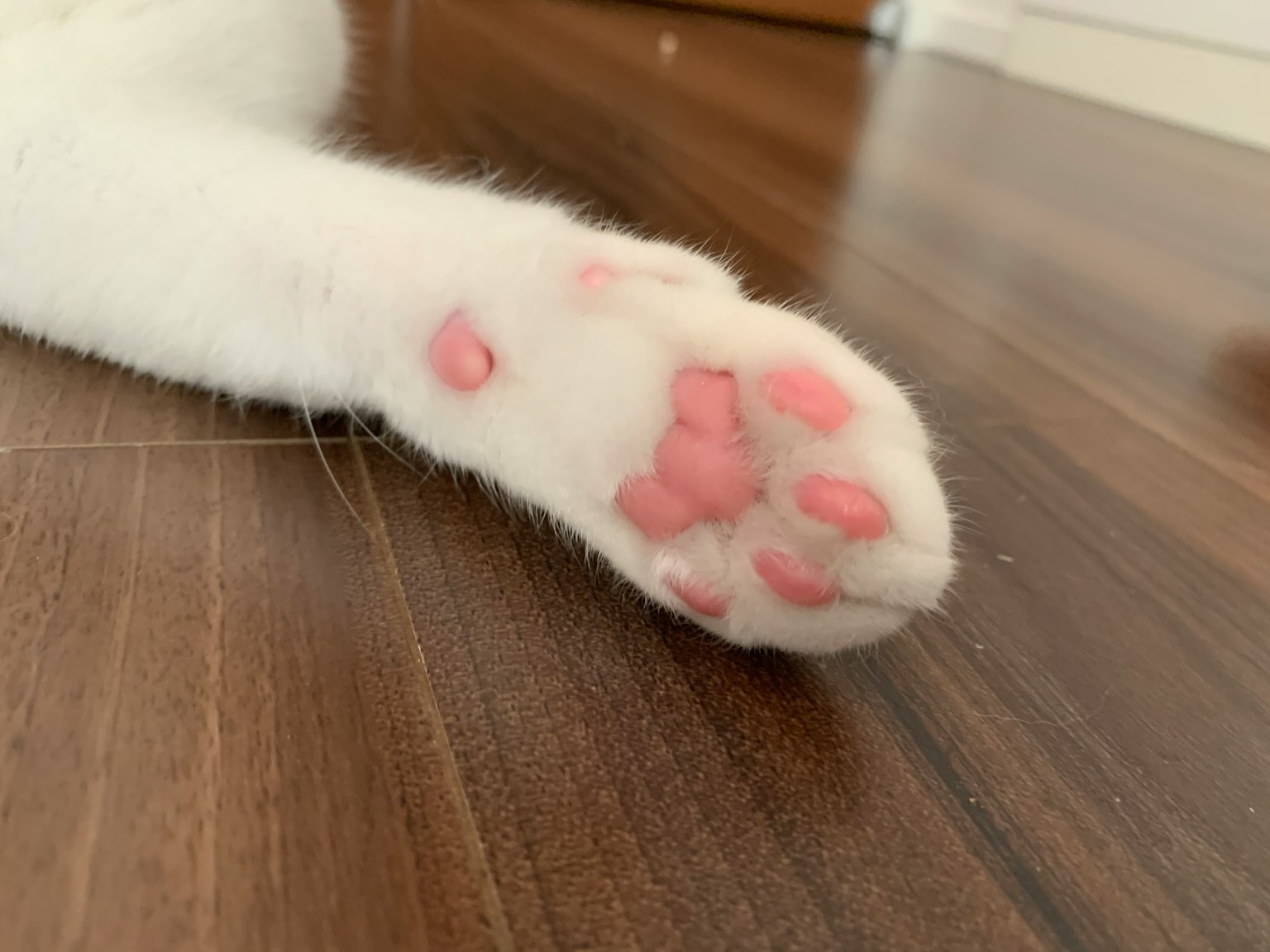白猫的爪子特写 玫瑰色的肉垫显眼