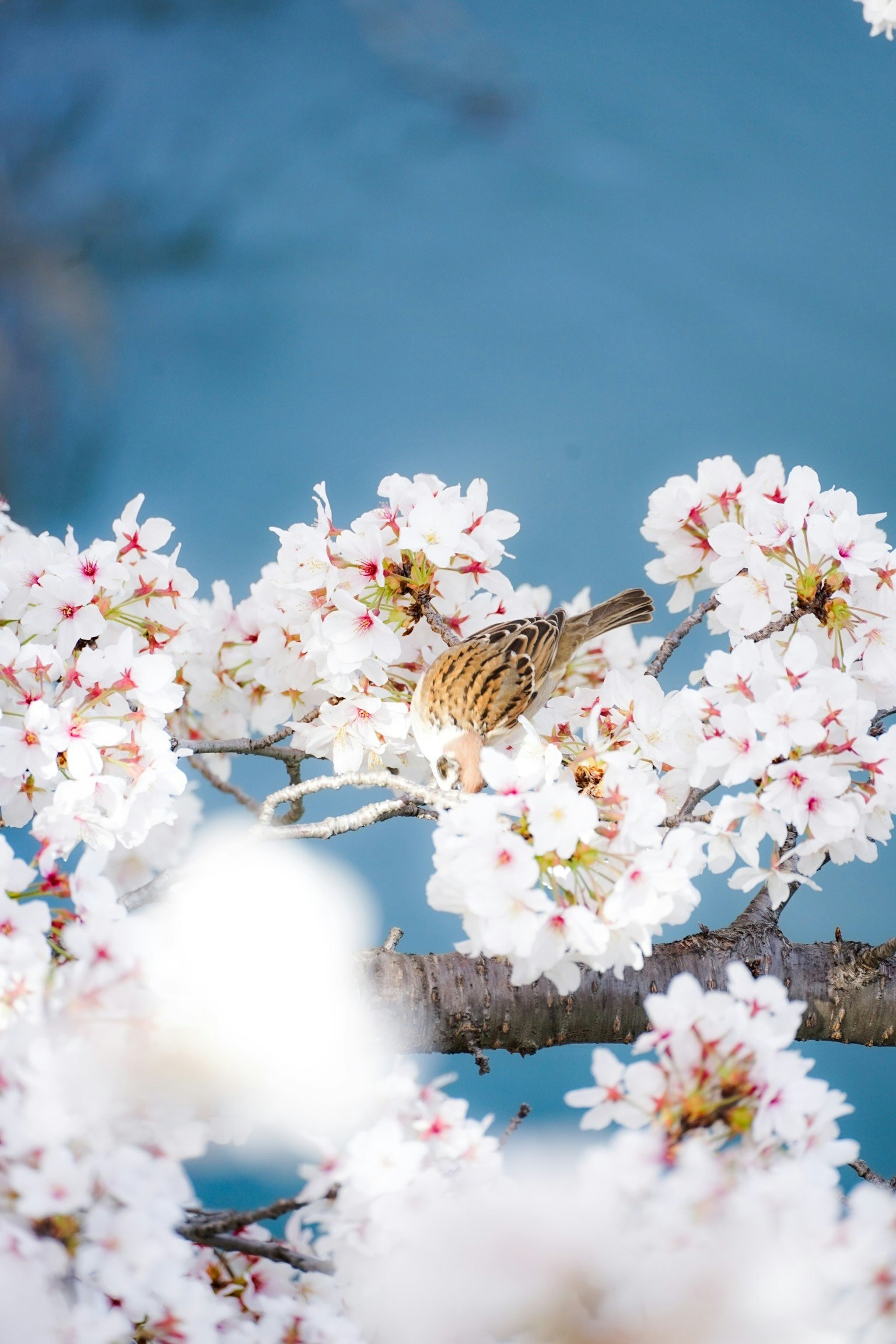 papillon posé sur des fleurs blanches