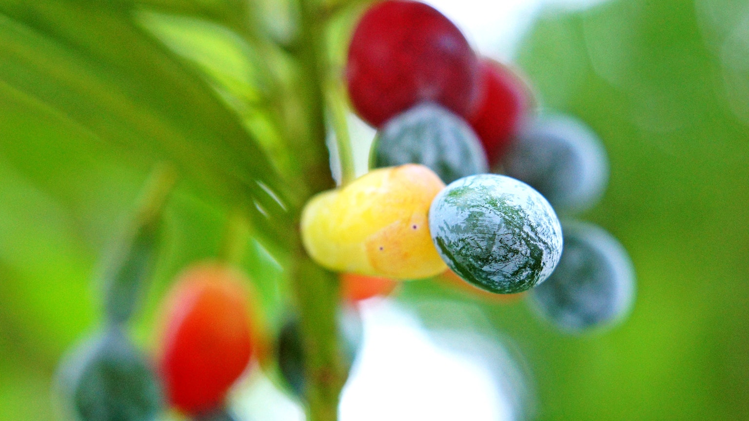 Close-up buah berwarna-warni yang tumbuh di tanaman