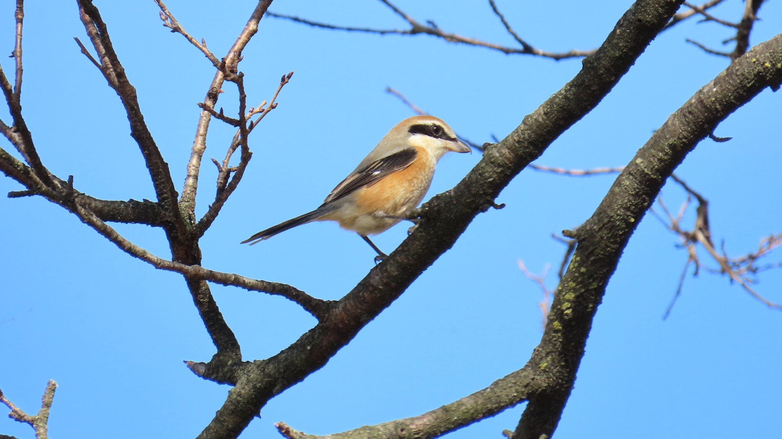 Ein Vogel sitzt auf einem dünnen Ast vor einem blauen Himmel