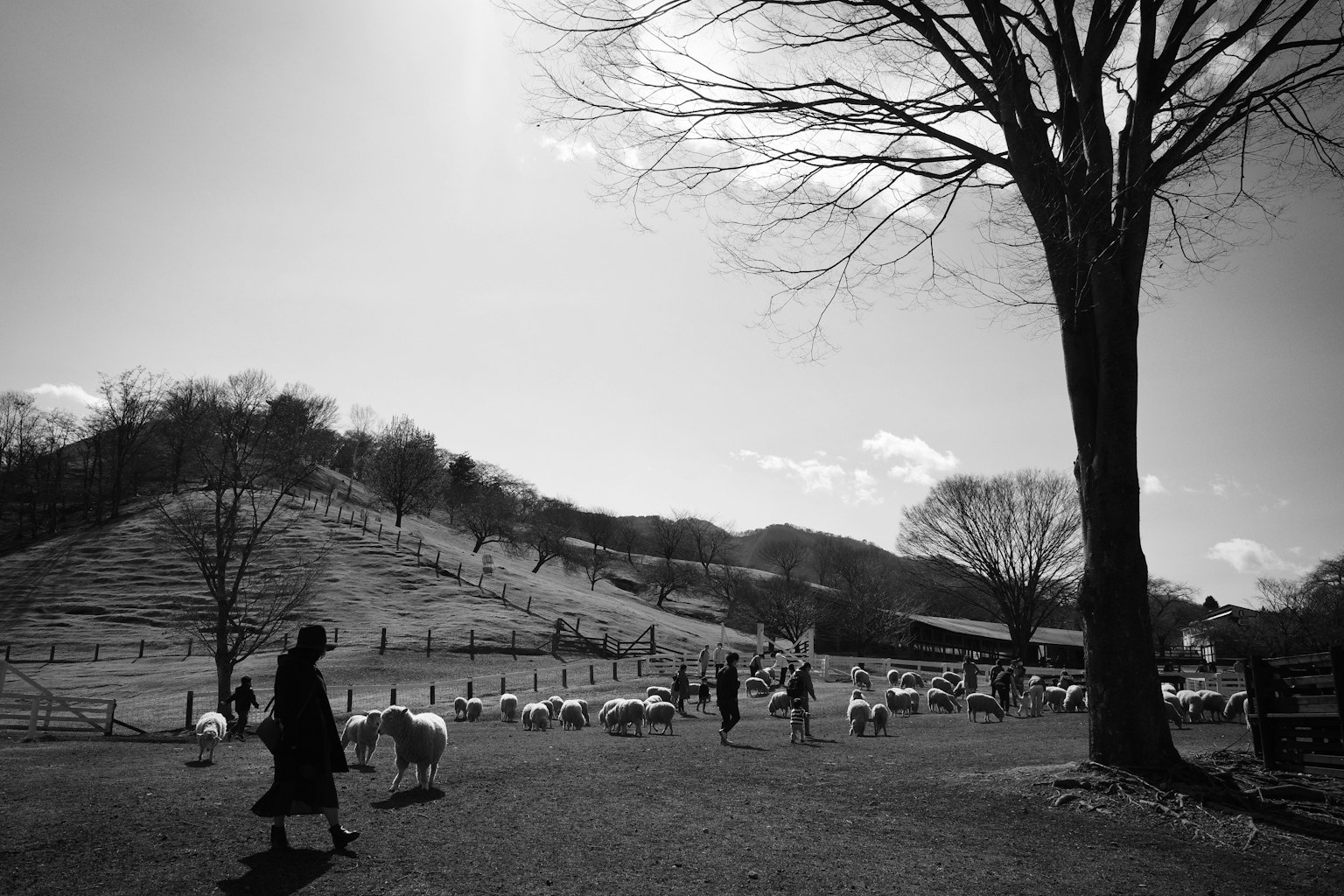 Black and white landscape featuring hills sheep and a farmer