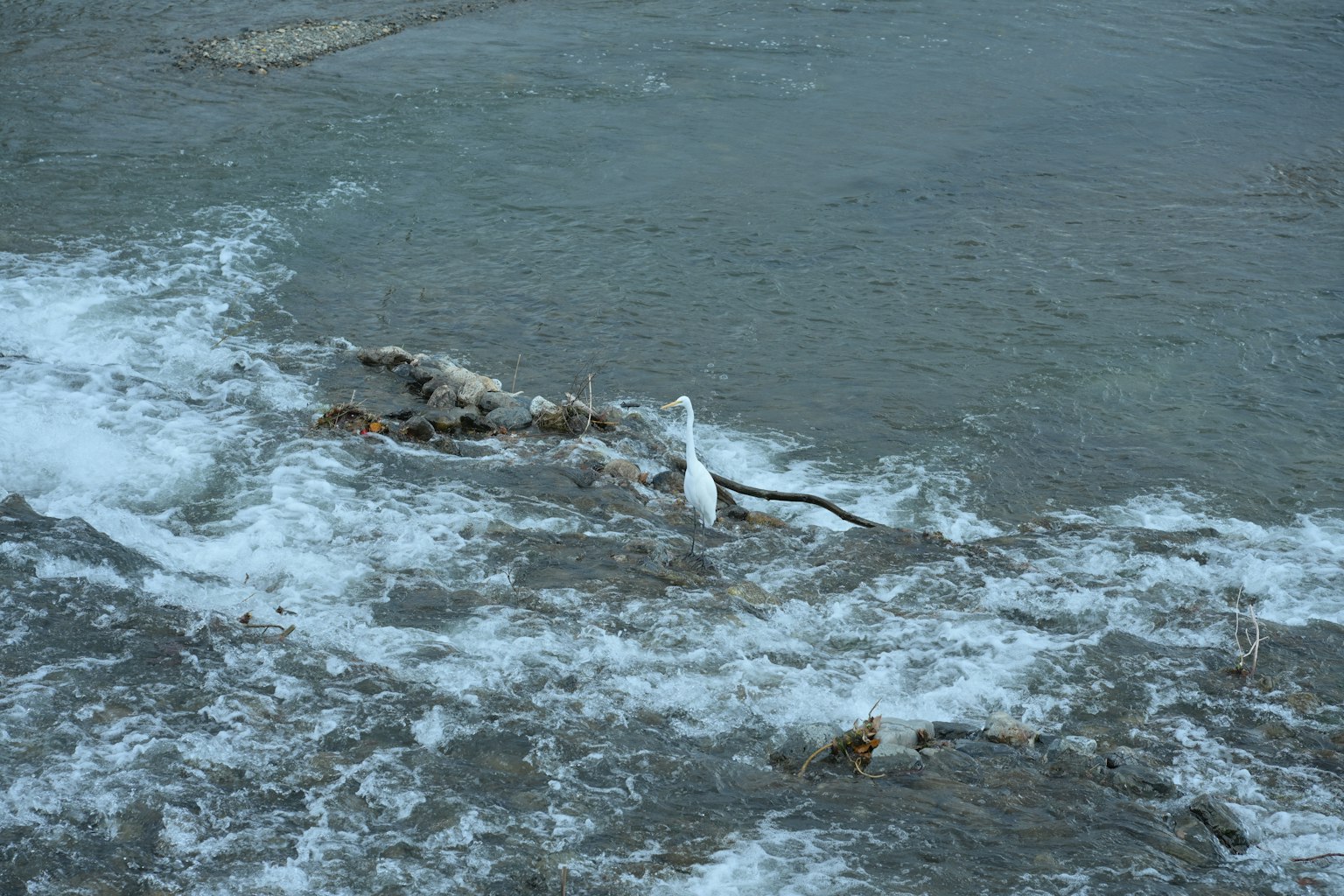 Un airone bianco in piedi tra le onde vicino all'acqua