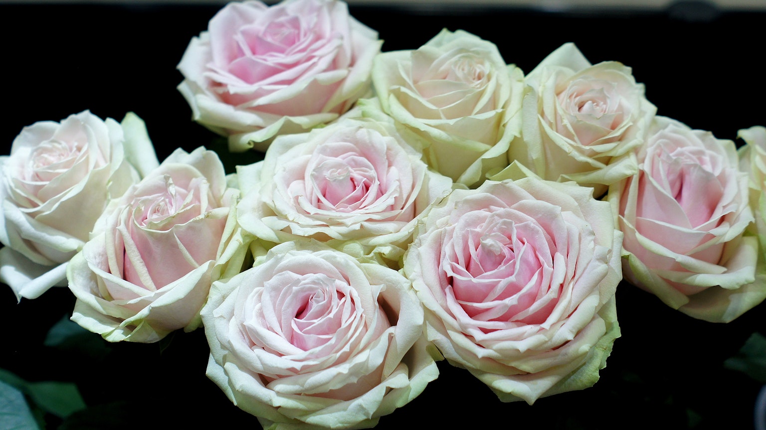 Sekuntum mawar pink lembut yang disusun bersama