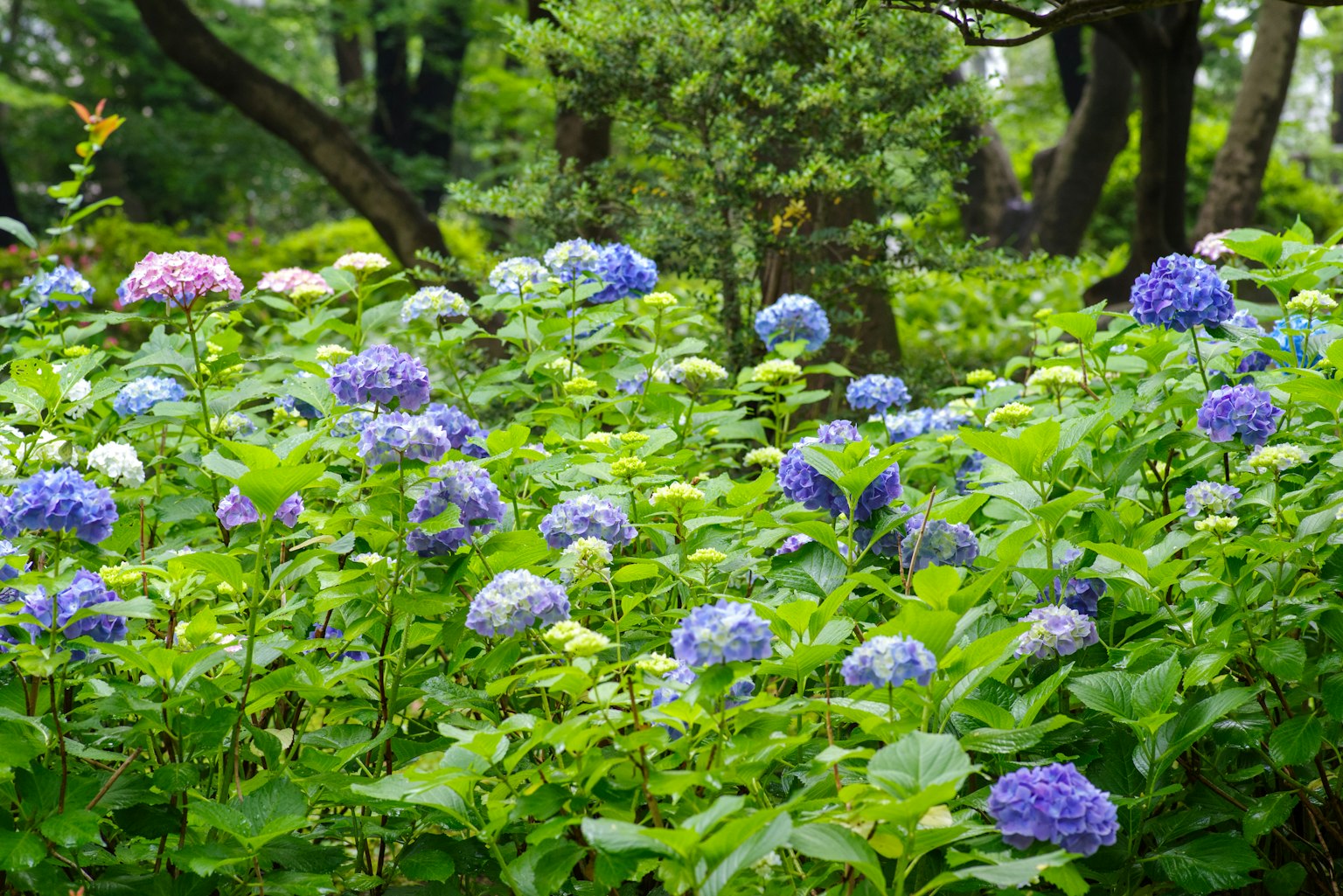 Pemandangan dengan bunga hortensia biru dikelilingi daun hijau