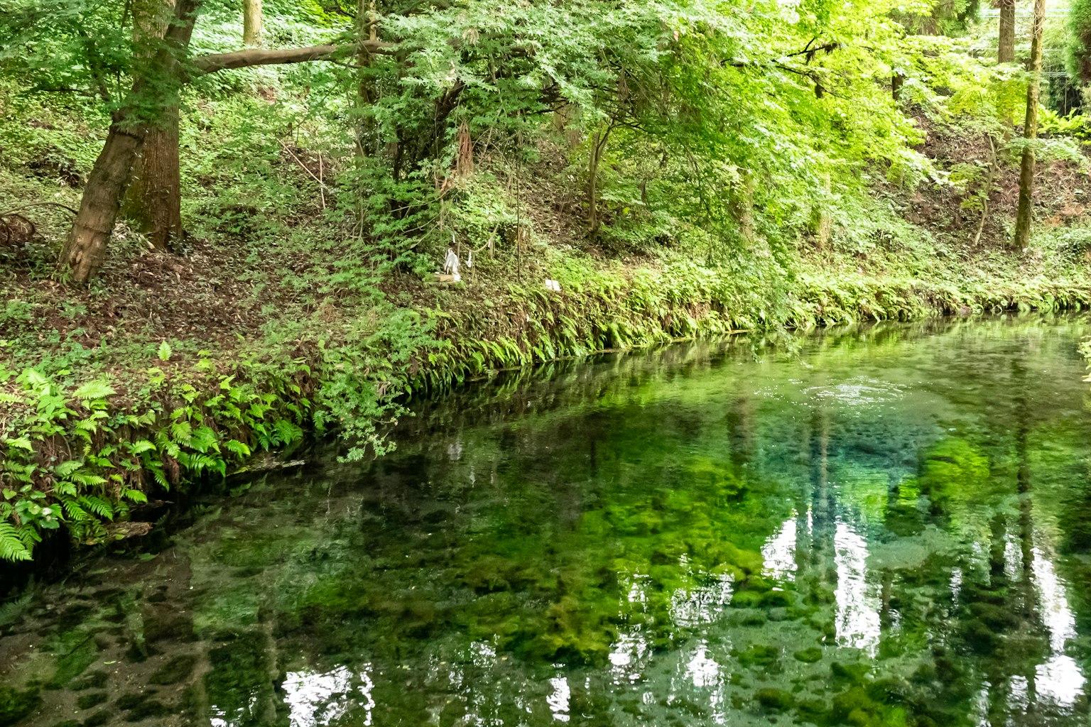 Ruhiger Teich umgeben von Grün Reflexionen von Bäumen auf der Wasseroberfläche
