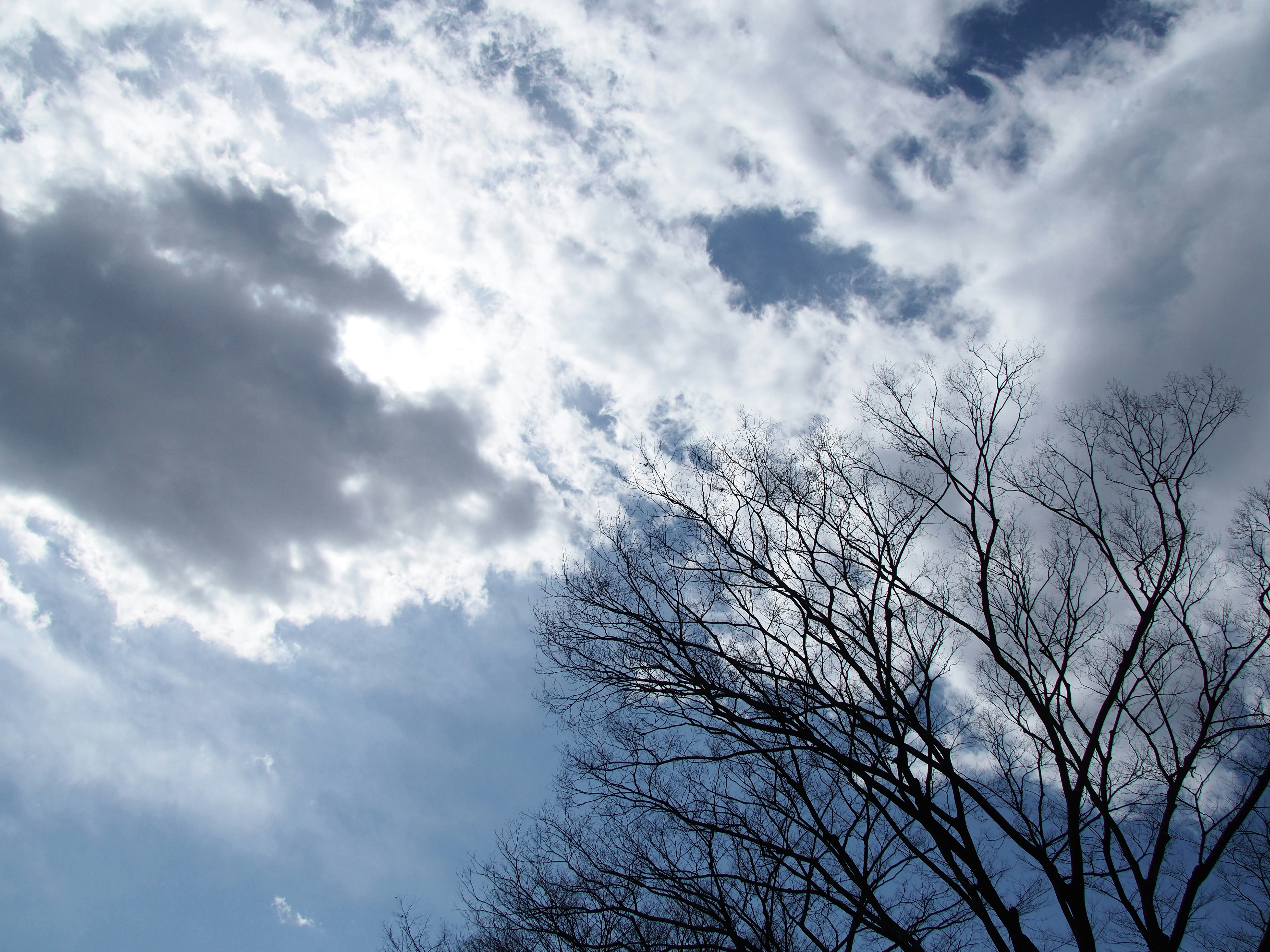 多雲天空與無葉樹枝剪影
