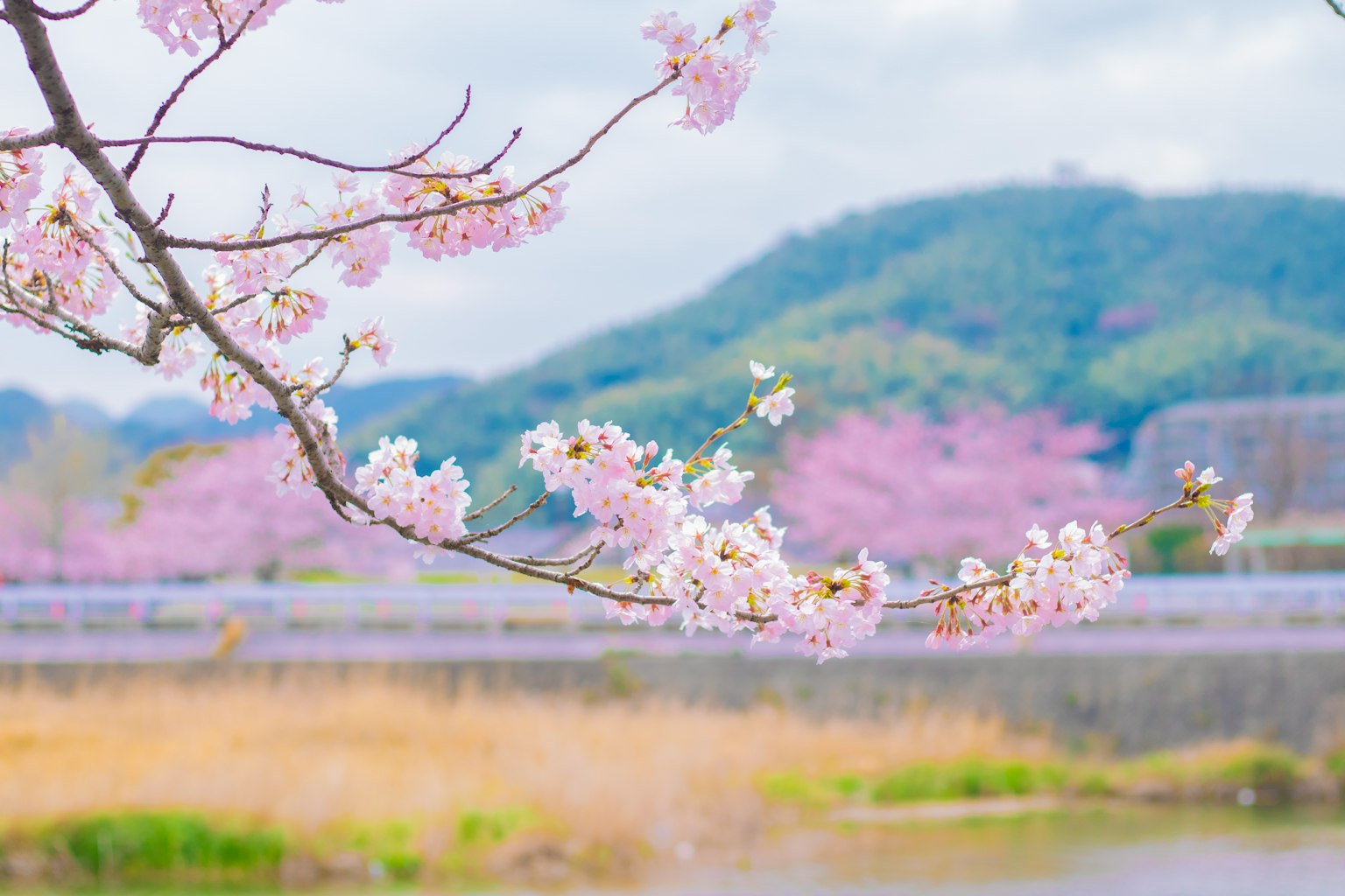 Bunga sakura yang mekar dengan latar belakang bukit hijau