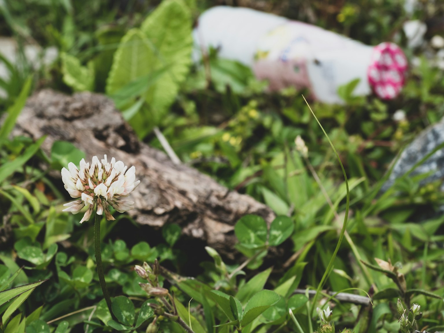 A scene featuring a white clover flower and a piece of bark among green grass