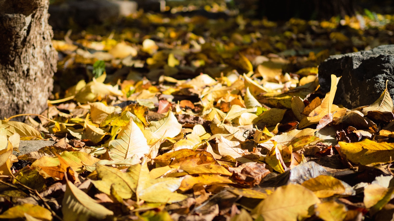 Imagen del suelo cubierto de hojas de otoño