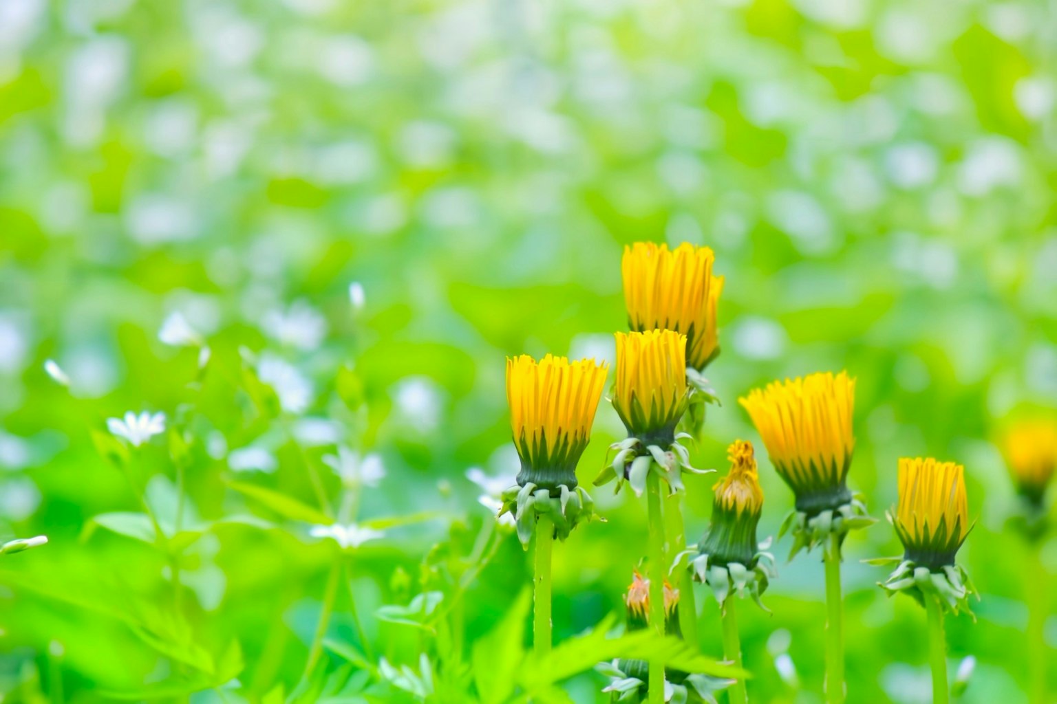 Gelbe Blumen blühen vor grünem Hintergrund