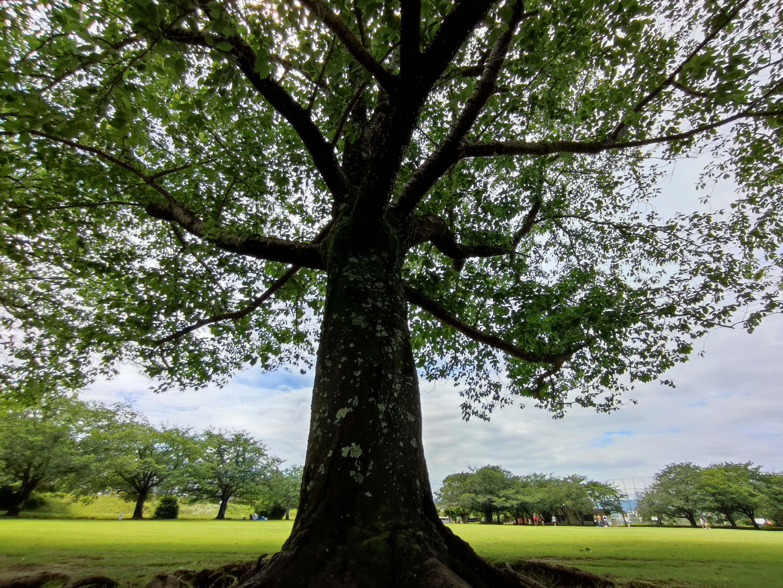 広い芝生の公園で大きな木が見上げられる景色