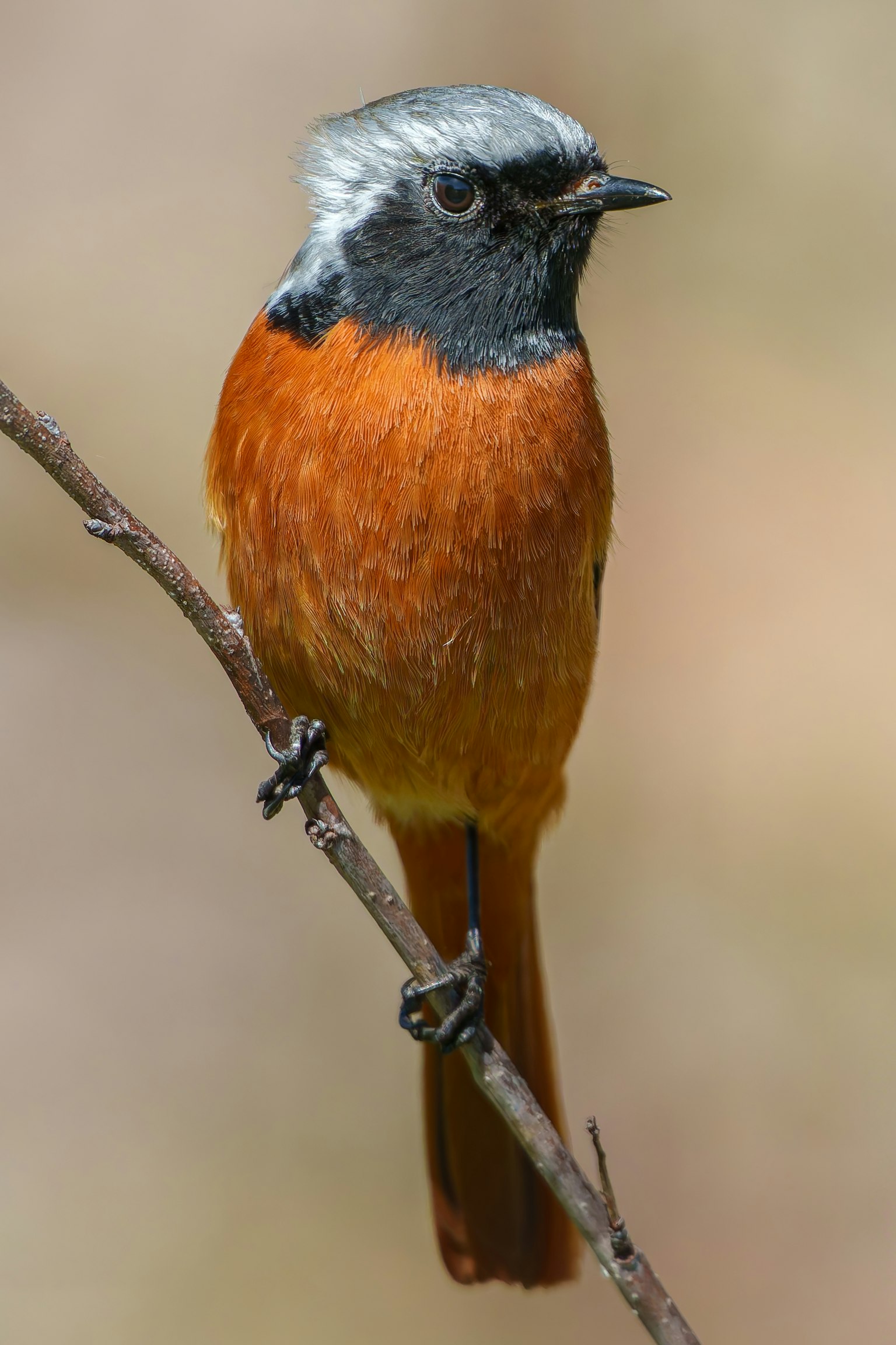 Ein kleiner Vogel mit grauem Kopf und orangefarbenem Körper, der auf einem Ast sitzt