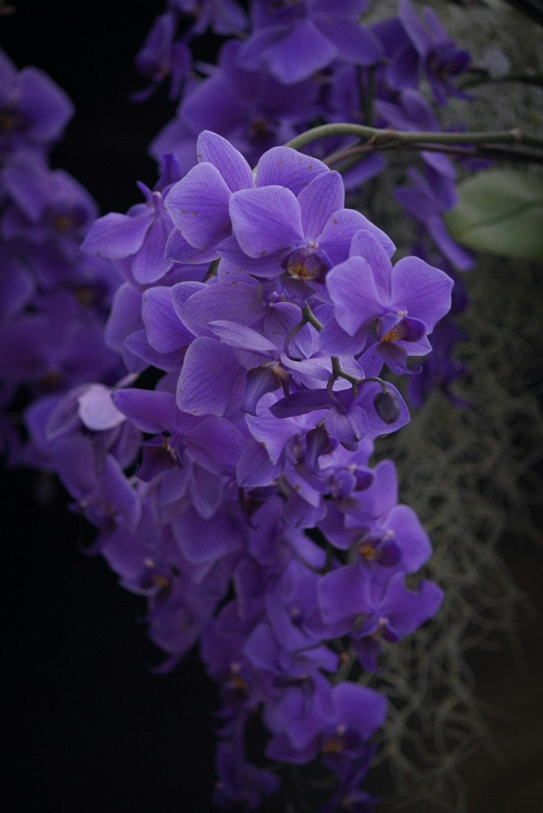 紫の胡蝶蘭の花が密に咲くクローズアップ