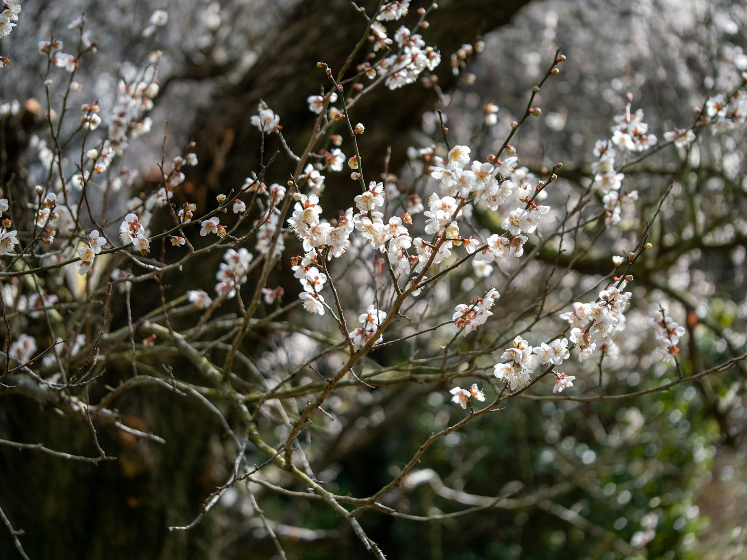 Nahaufnahme von Zweigen mit weißen Blüten an einem Baum
